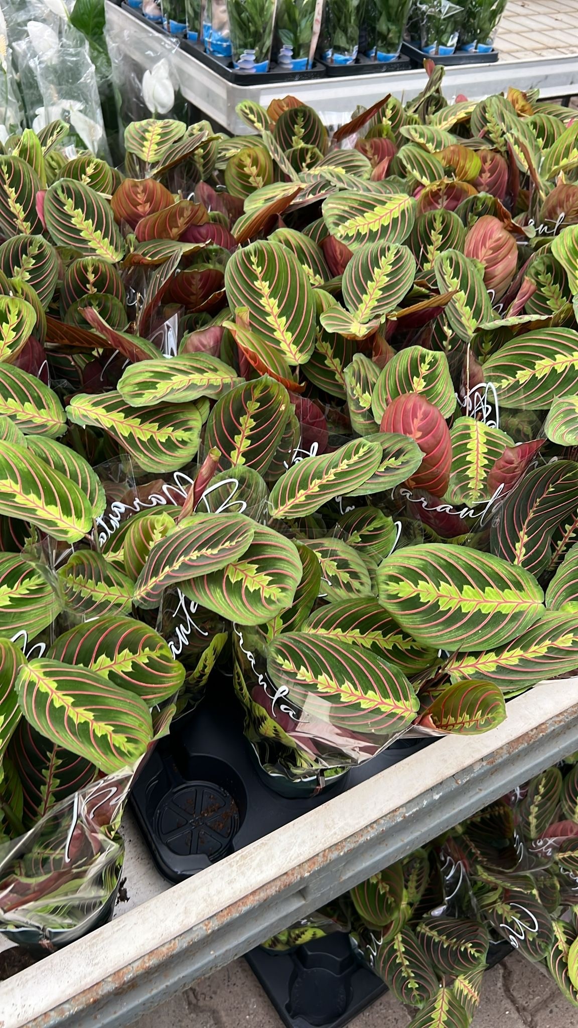 Dua Çiçeği (Kalatya Maranta - Calathea Marantha)