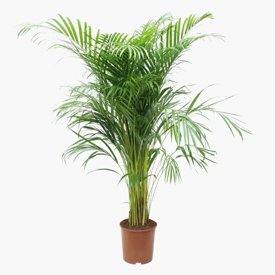 Çok Sık Köklü Areka Salon Palmiyesi - XXL (Dypsis Lutescens)