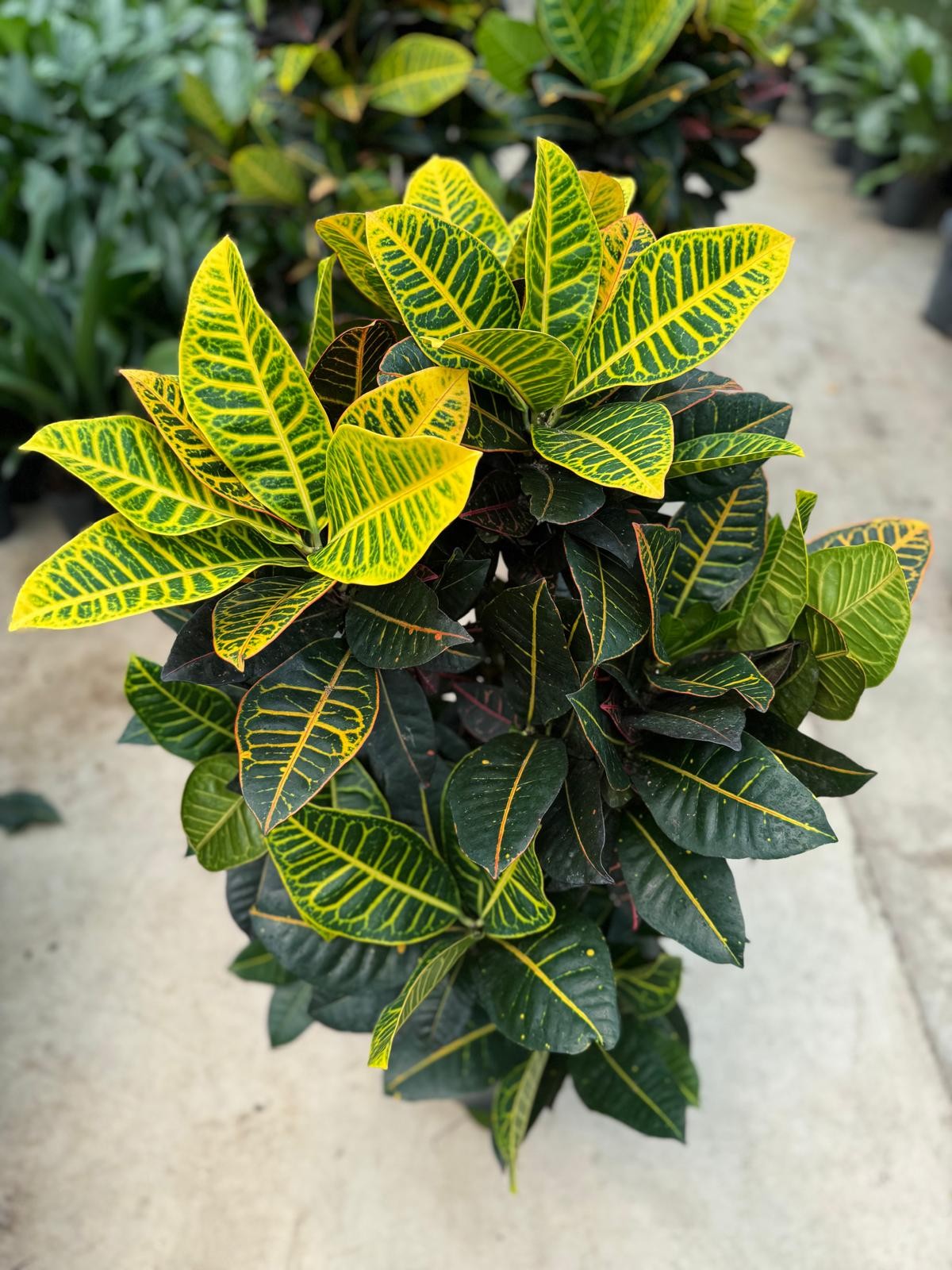 Kroton Bitkisi XL (Kraton - Croton Petra)