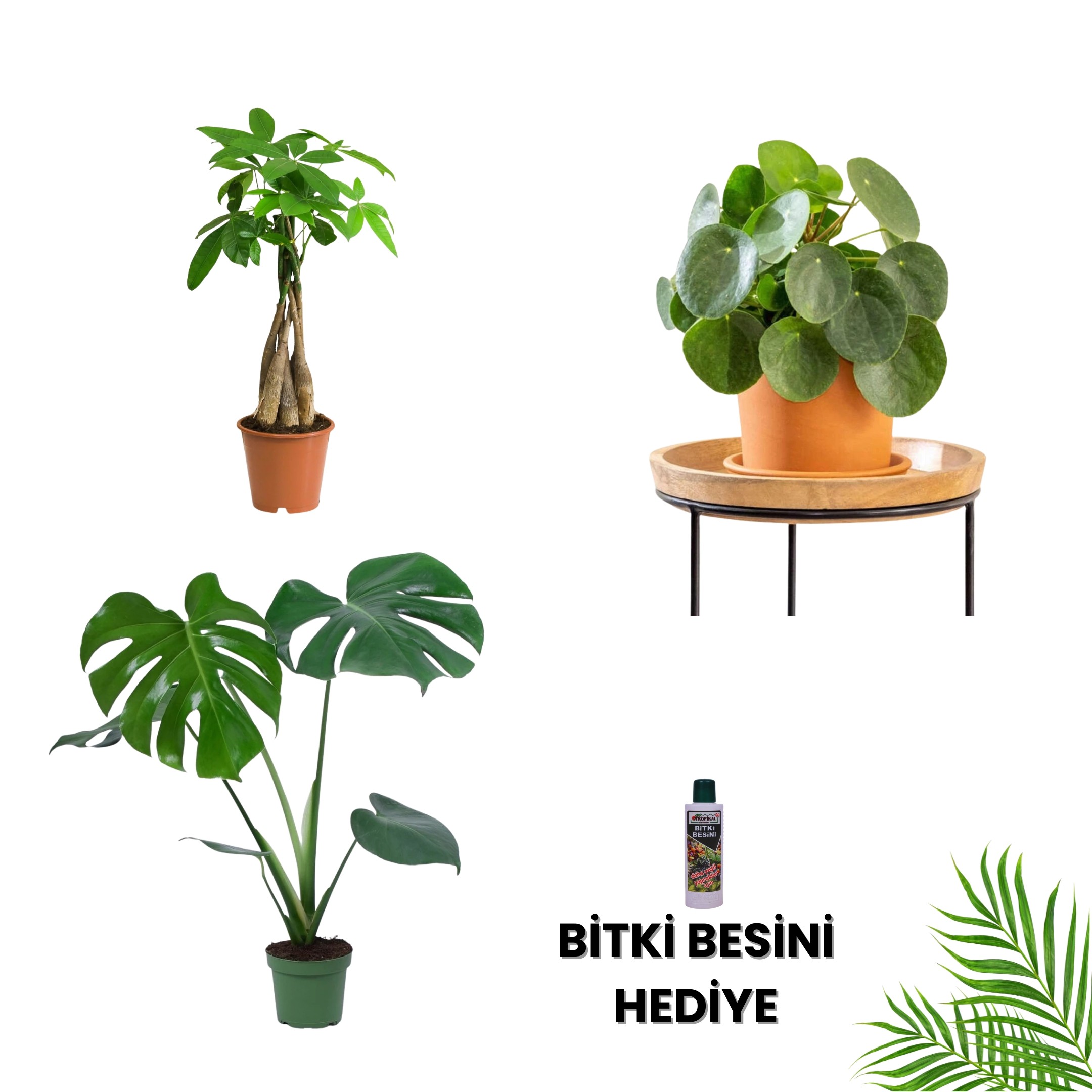 MASA BOY BİTKİ SETİ-Bitki Besini Hediyeli ( Pachira 50cm / Pilea / Monstera 50-60cm / Bitki Besini )