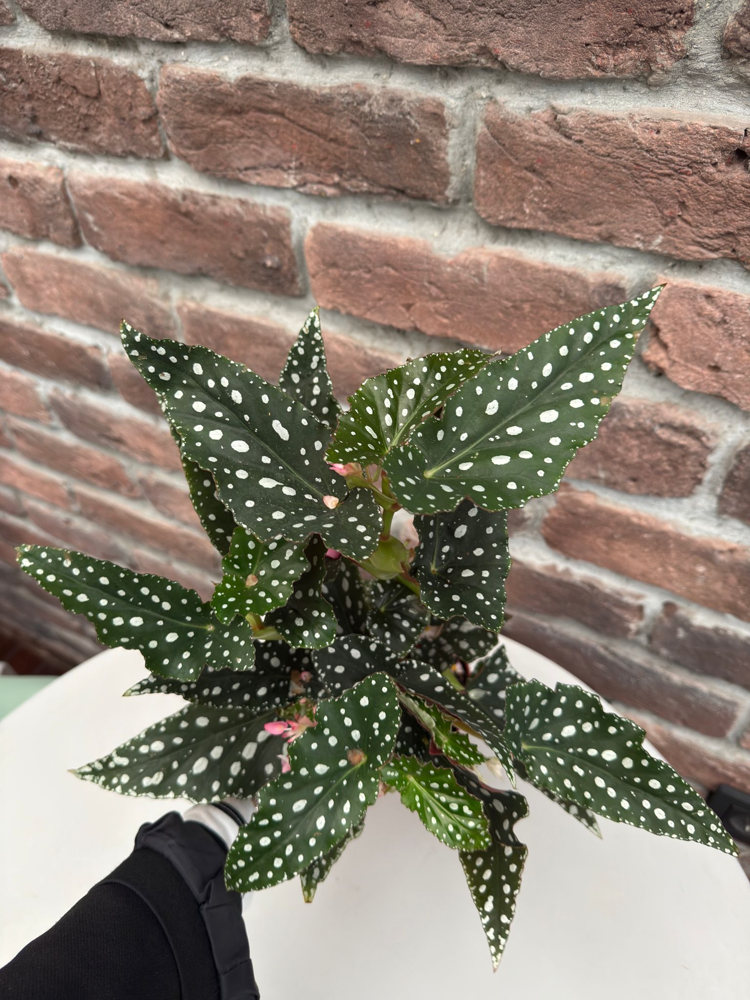 Çilli Begonya Çiçeği (Begonia Maculata)