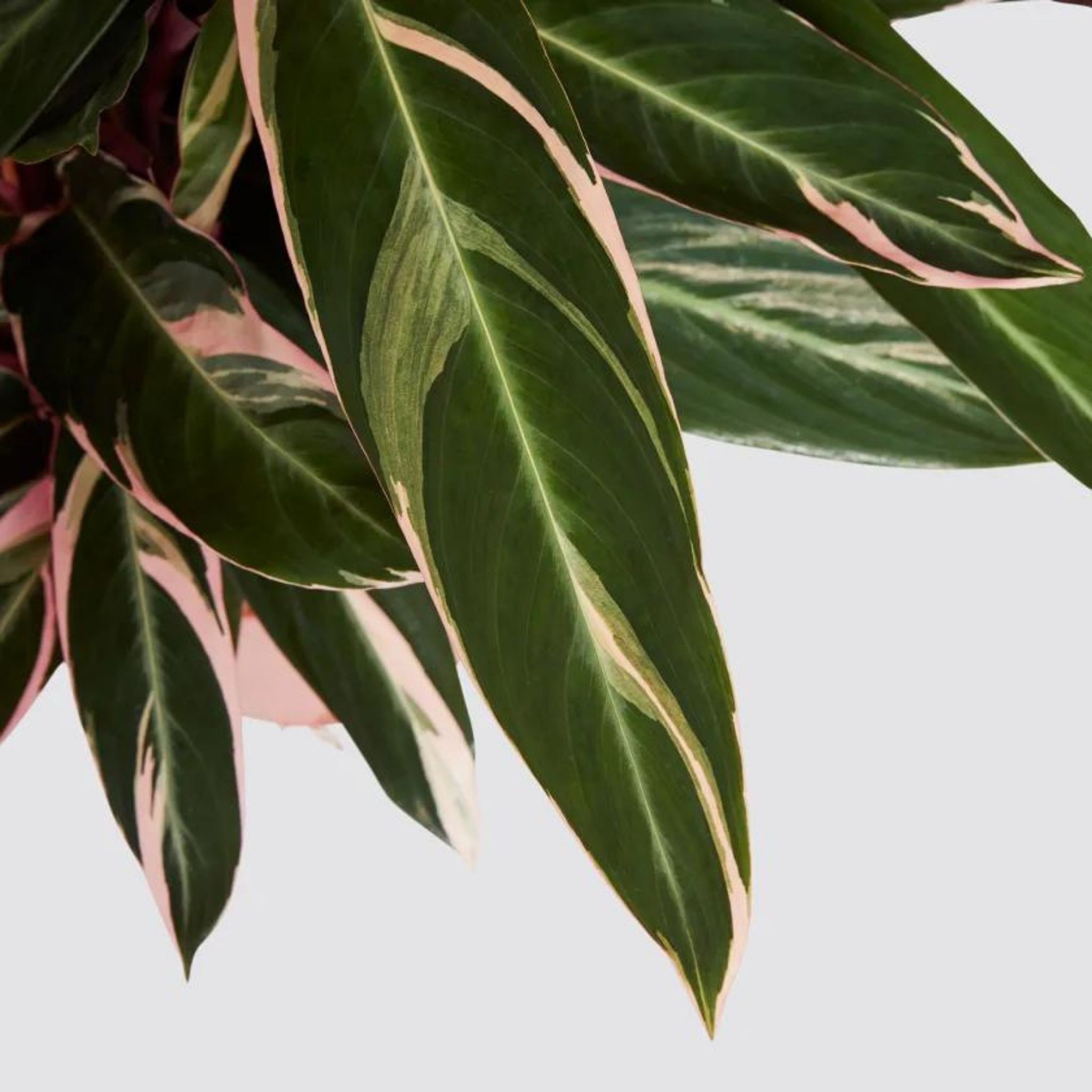 Dua Çiçeği (Kalatya Triostar - Calathea Triostar)