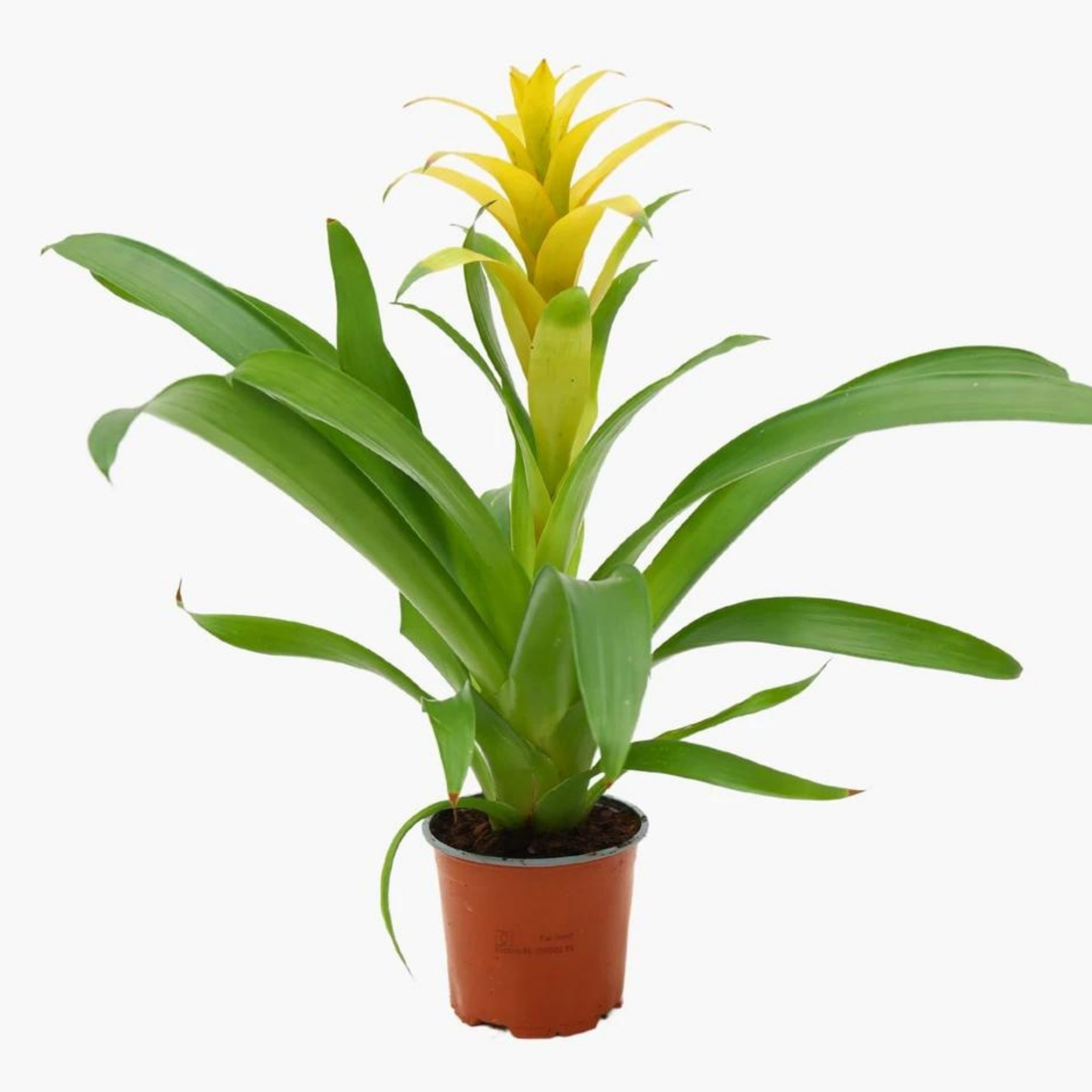 Sarı Guzmanya (Guzmania Calypso)