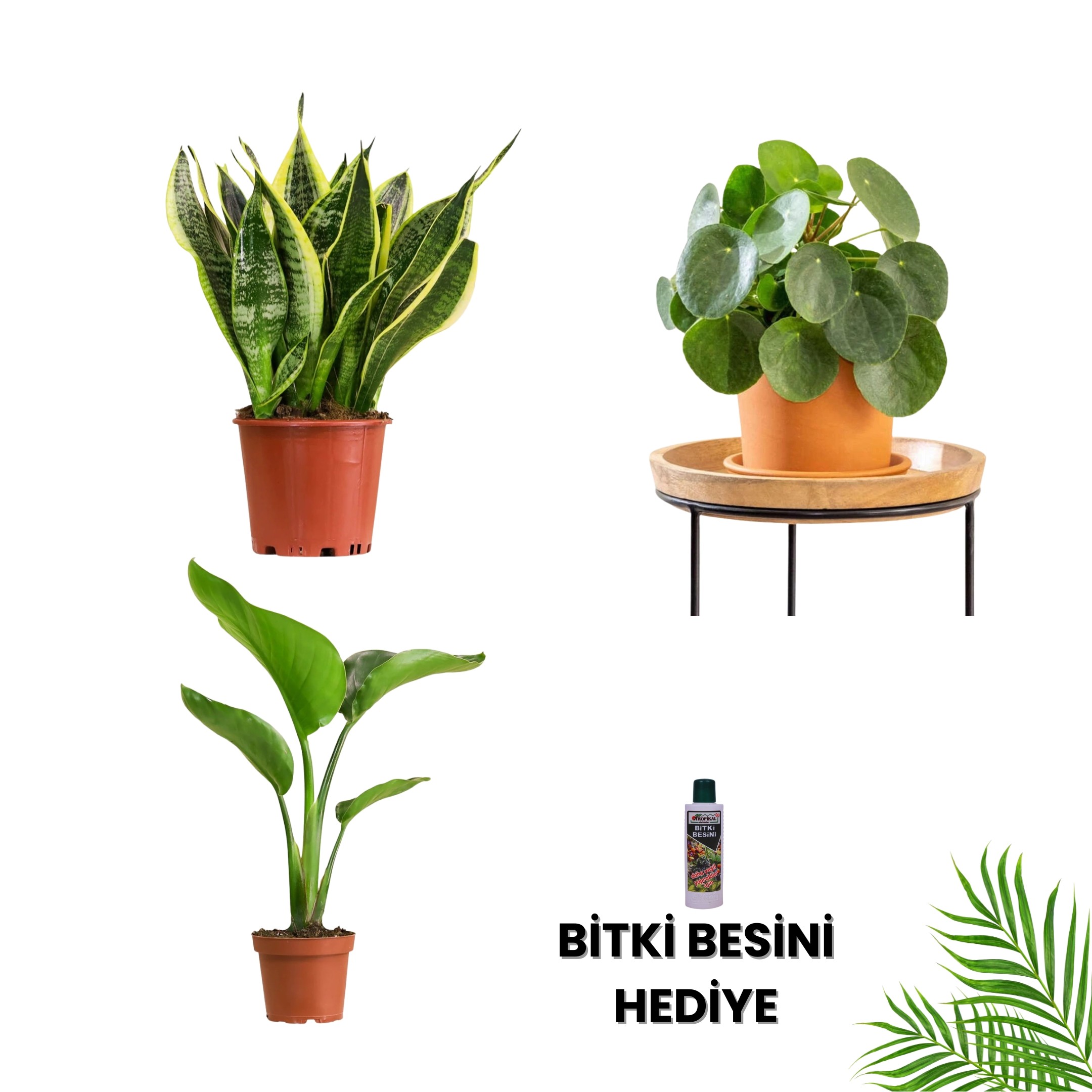 MASA BOY BİTKİ SETİ-Bitki Besini Hediyeli ( Paşa Kılıcı Çiçeği 40 cm / Pilea / Starliçe 60 cm / Bitki Besini )