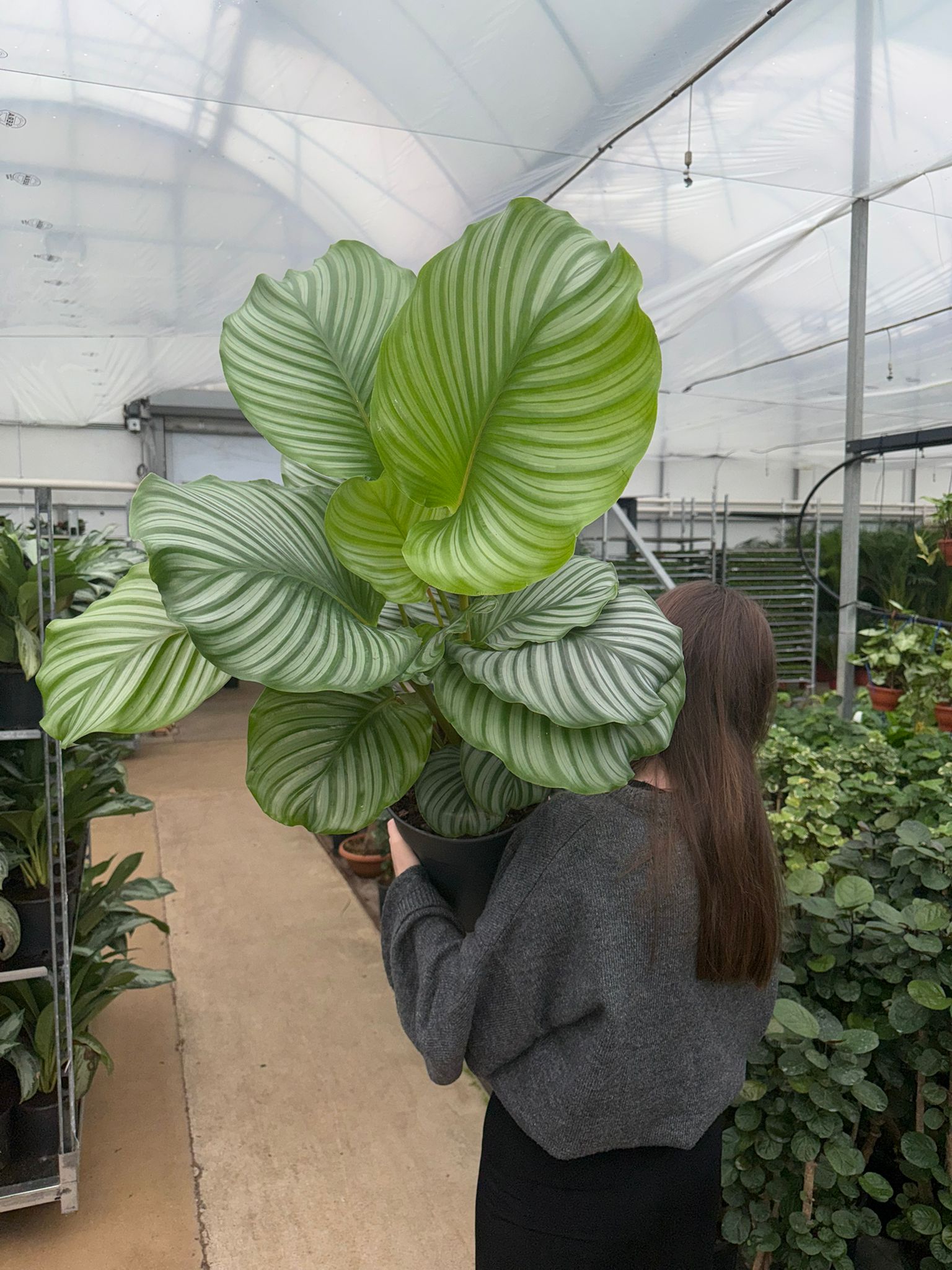Dua iei XL (Kalatya Orbifolia - Calathea Orbifolia) | Bitkim.com