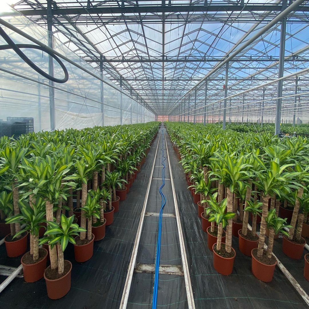 2 Gövdeli Dracena Massengena (Dracena Fragrans)