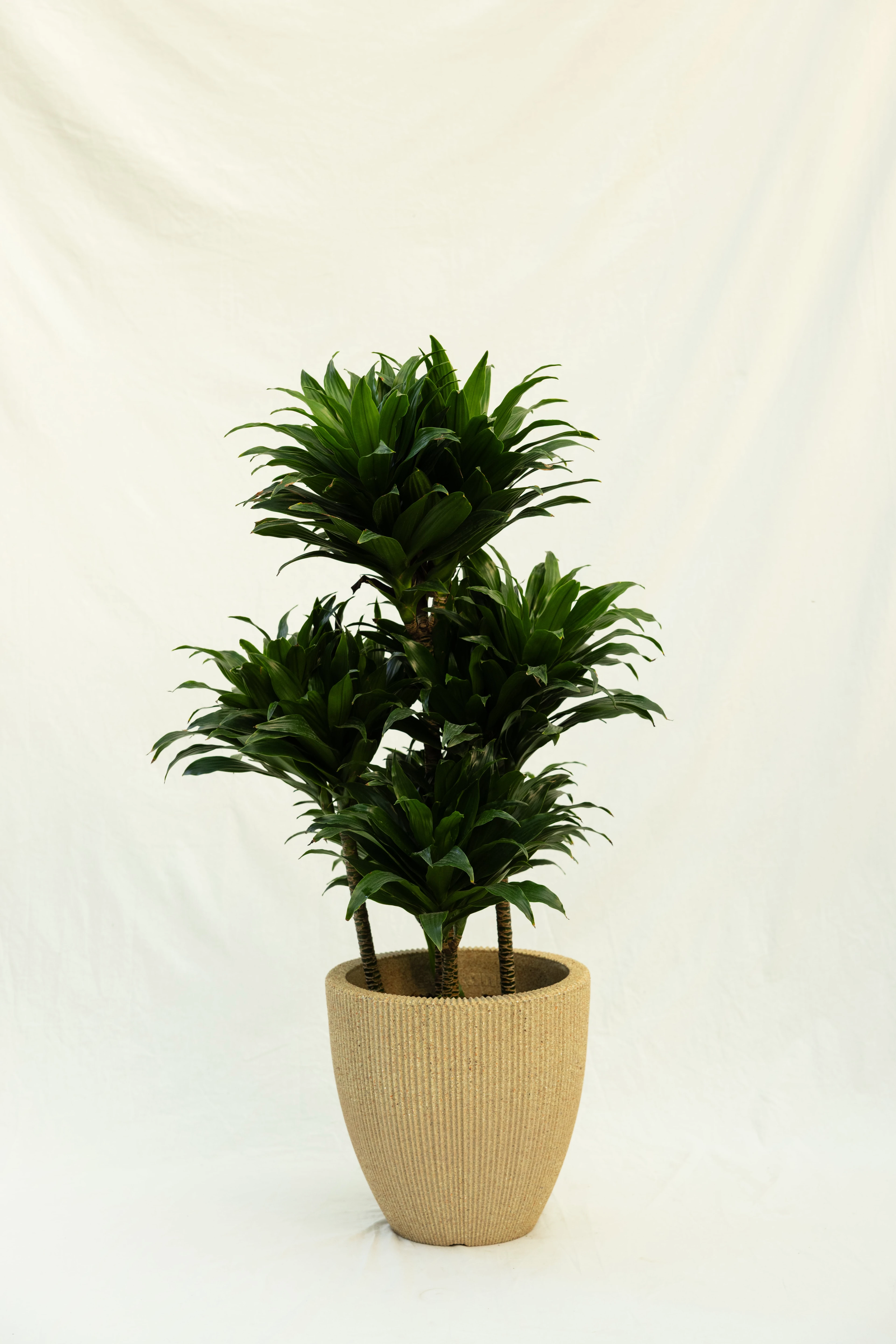 4 Gövdeli Dracaena Compacta - XL (Dracena Fragrans Compacta)