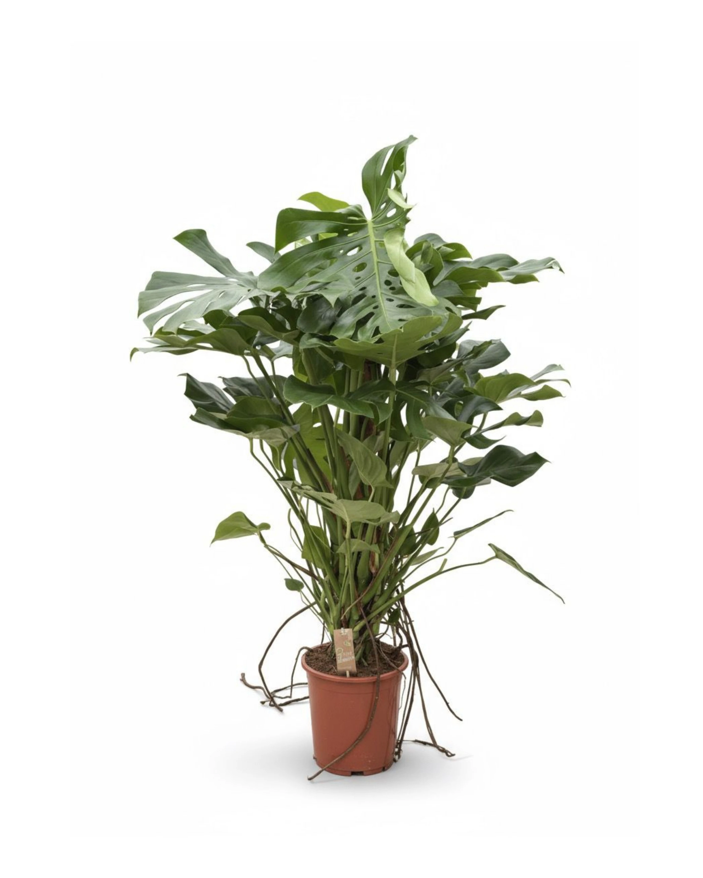 İthal Dolgun Formlu Deve Tabanı Çiçeği 130-150 cm Yosun Sopalı - (Monstera Deliciosa)