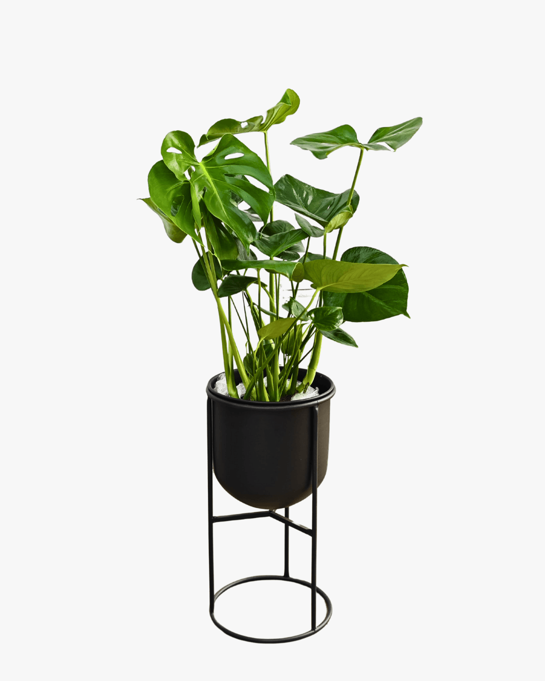 METAL SAKSILI SALON BİTKİ SETİ (Dracena Compacta  / Monstera XL / Bonsai / Efes Ayaklı Metal Saksı 25cm / Efes Ayaklı Metal Saksı 25 cm)