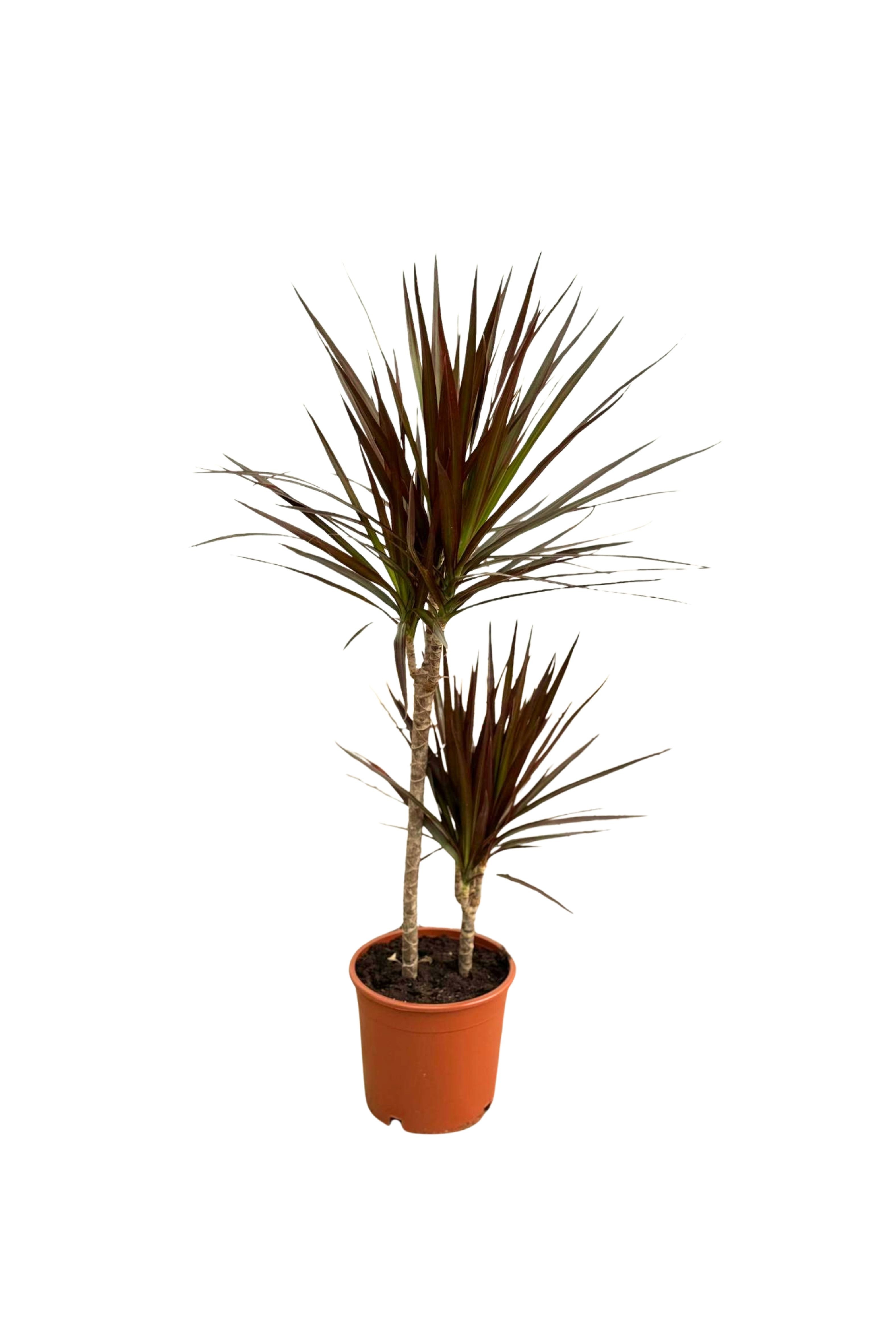 2 Gövdeli Büyük Madagaskar Dragon Ağacı Kızıl (Draçena - Dracena Marginata Macenta)