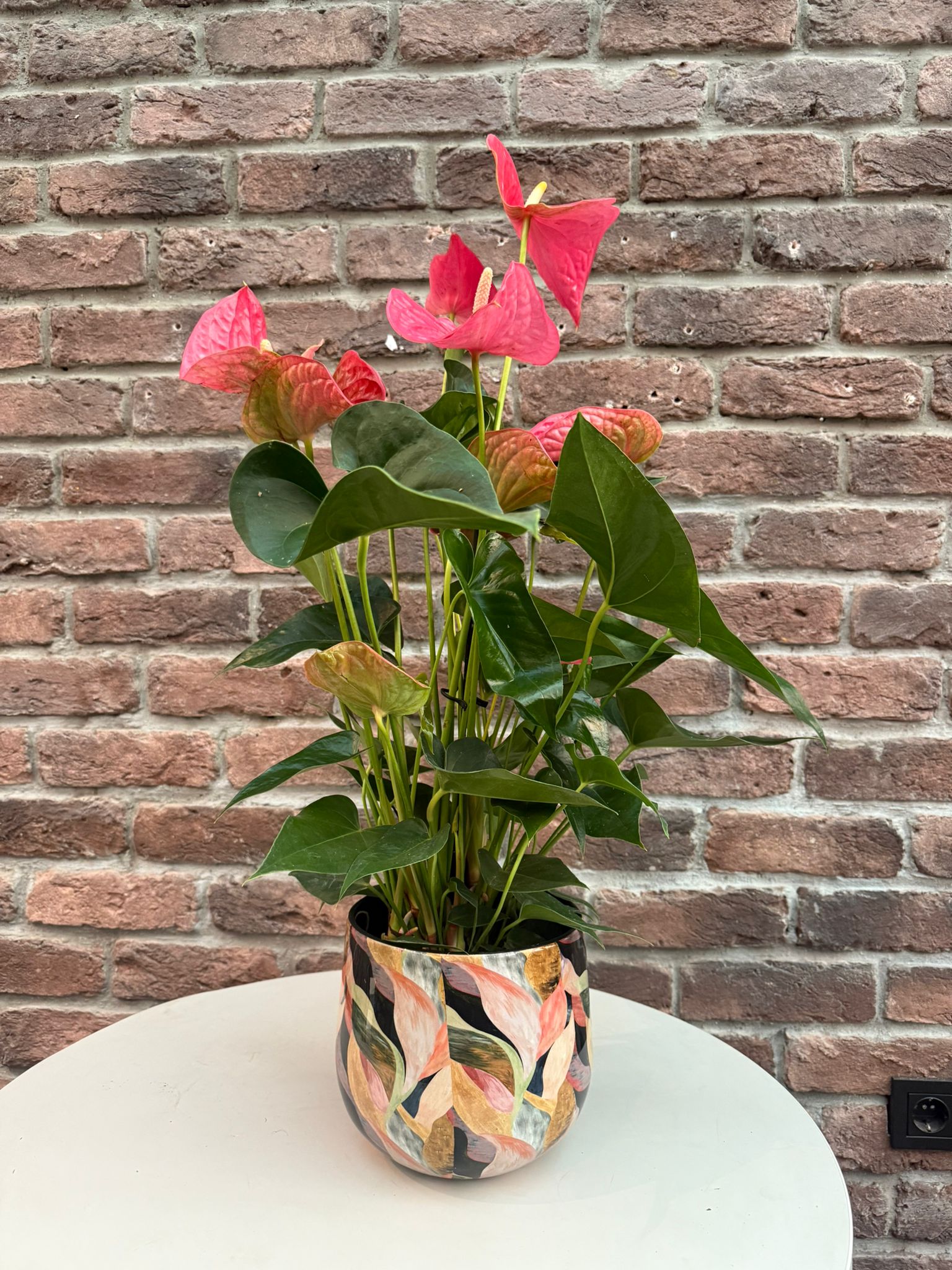 Pembe Antoryum - Large (Flamingo Çiçeği)