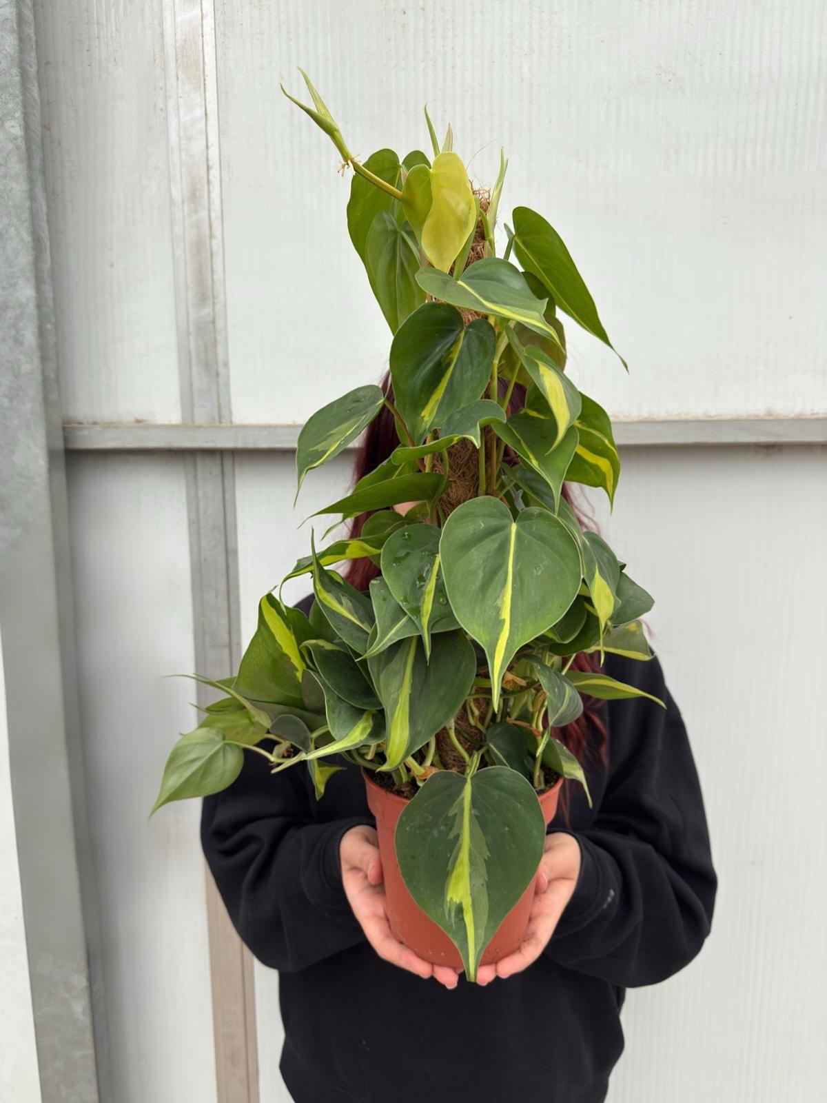 Sopalı Kalp Yapraklı Alacalı Salon Sarmaşığı (Philodendron Scandens Brasil)