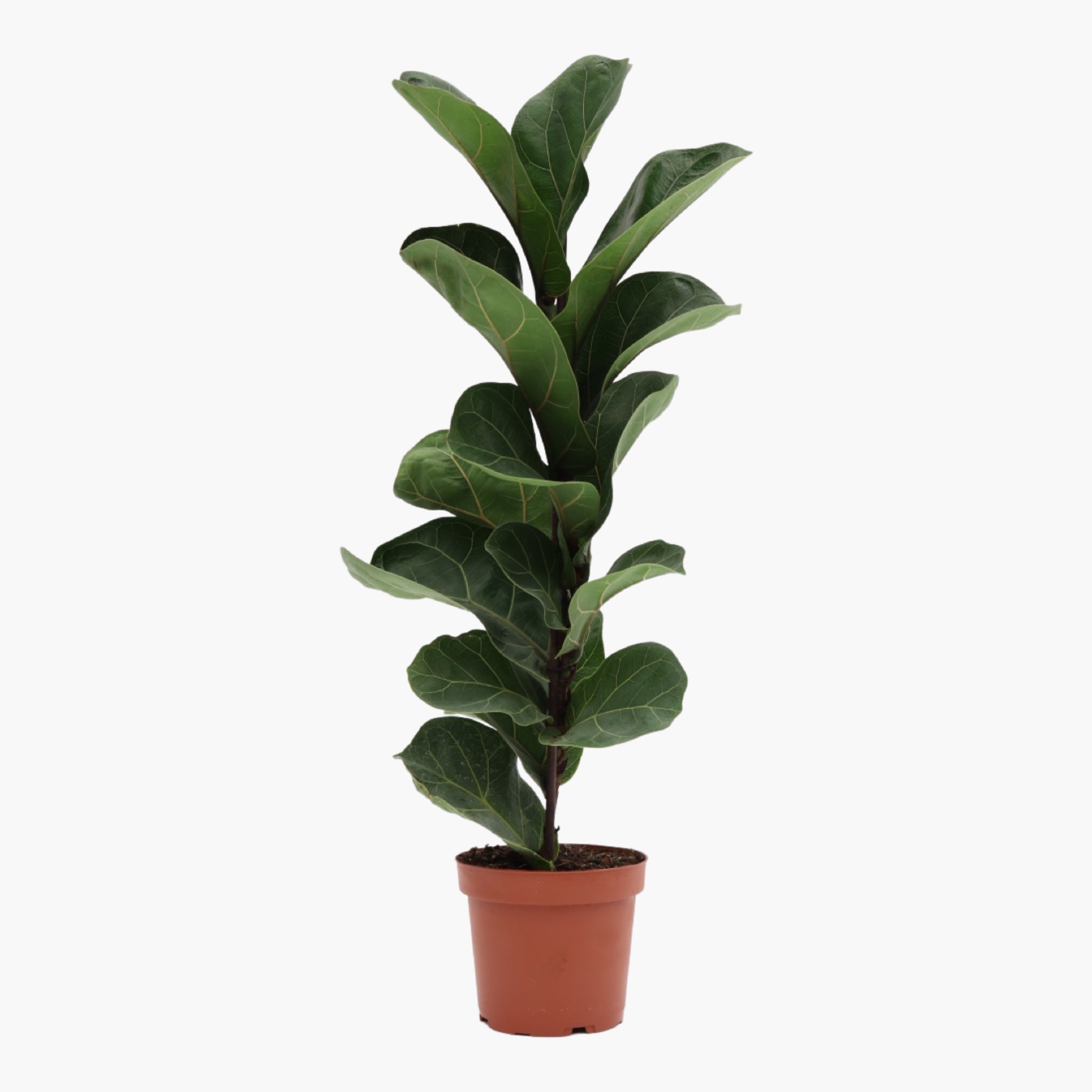 Keman Yapraklı Kauçuk Çiçeği (Ficus Lyrata Bambino)