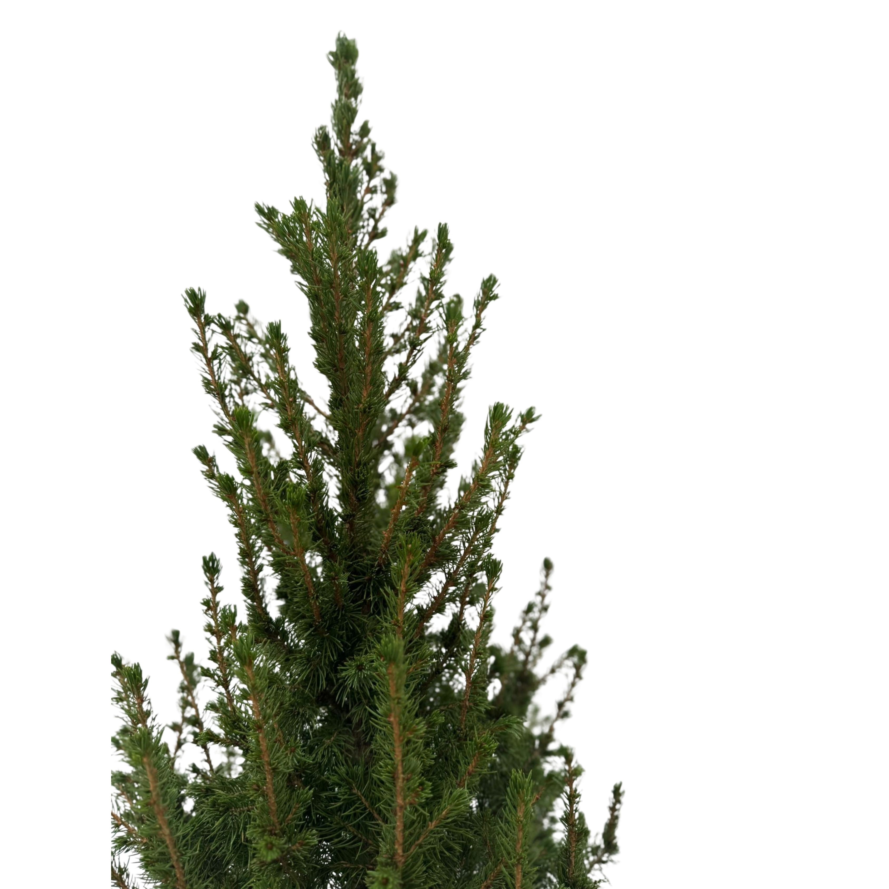 Çam Ağacı ( Picea Galuca )