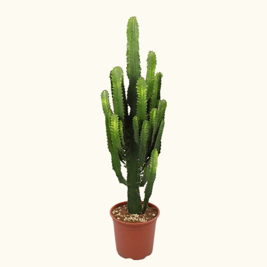 Afrika Süt Ağacı Kaktüs (Euphorbia Acrurensis Eritrea)