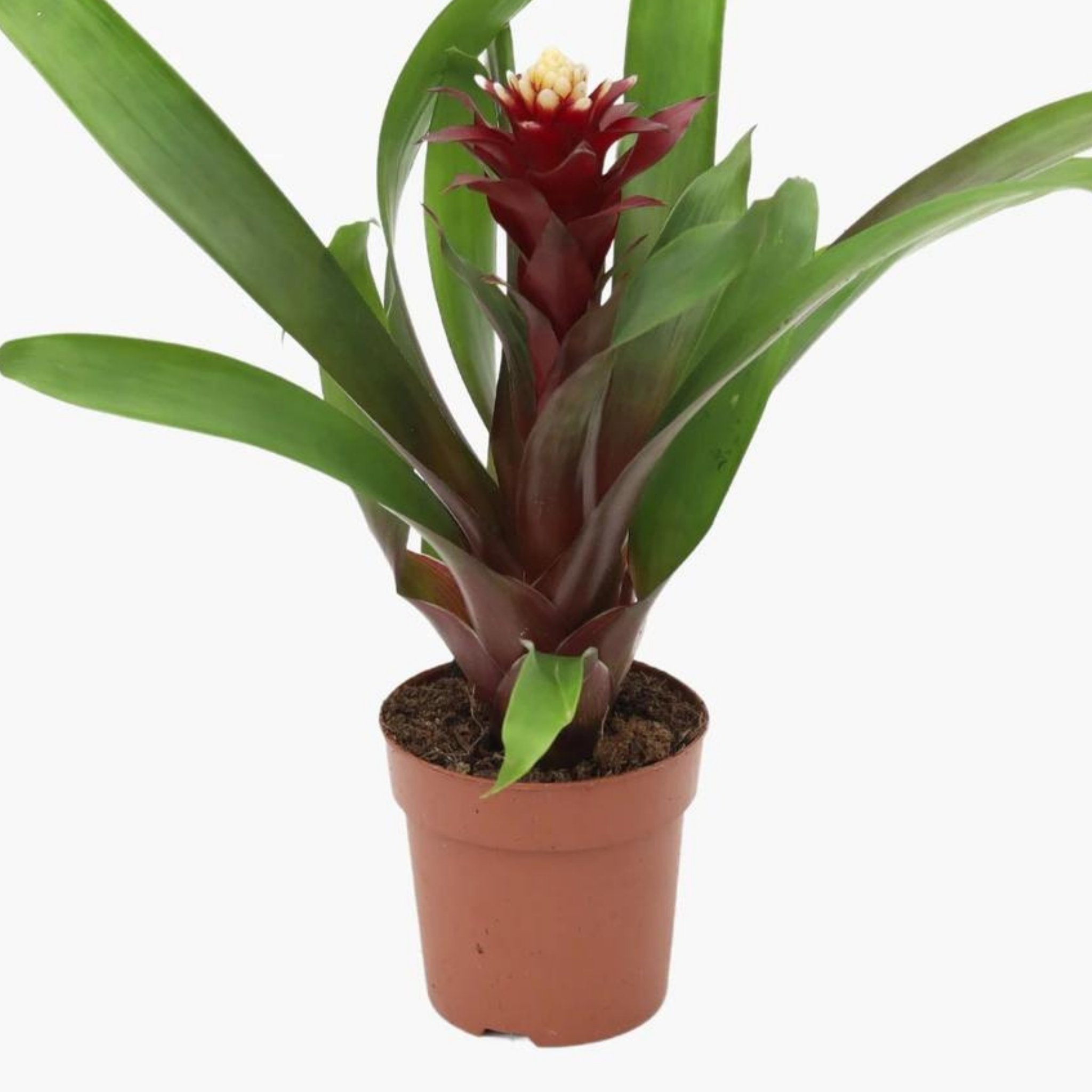 Mor Guzmanya Hope (Guzmania Hope)