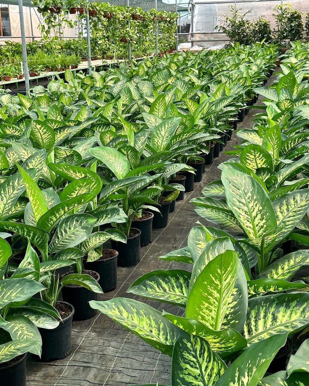 Difenbahya Large (Ağlayan Çiçek - Dieffenbachia Tropik Snow)