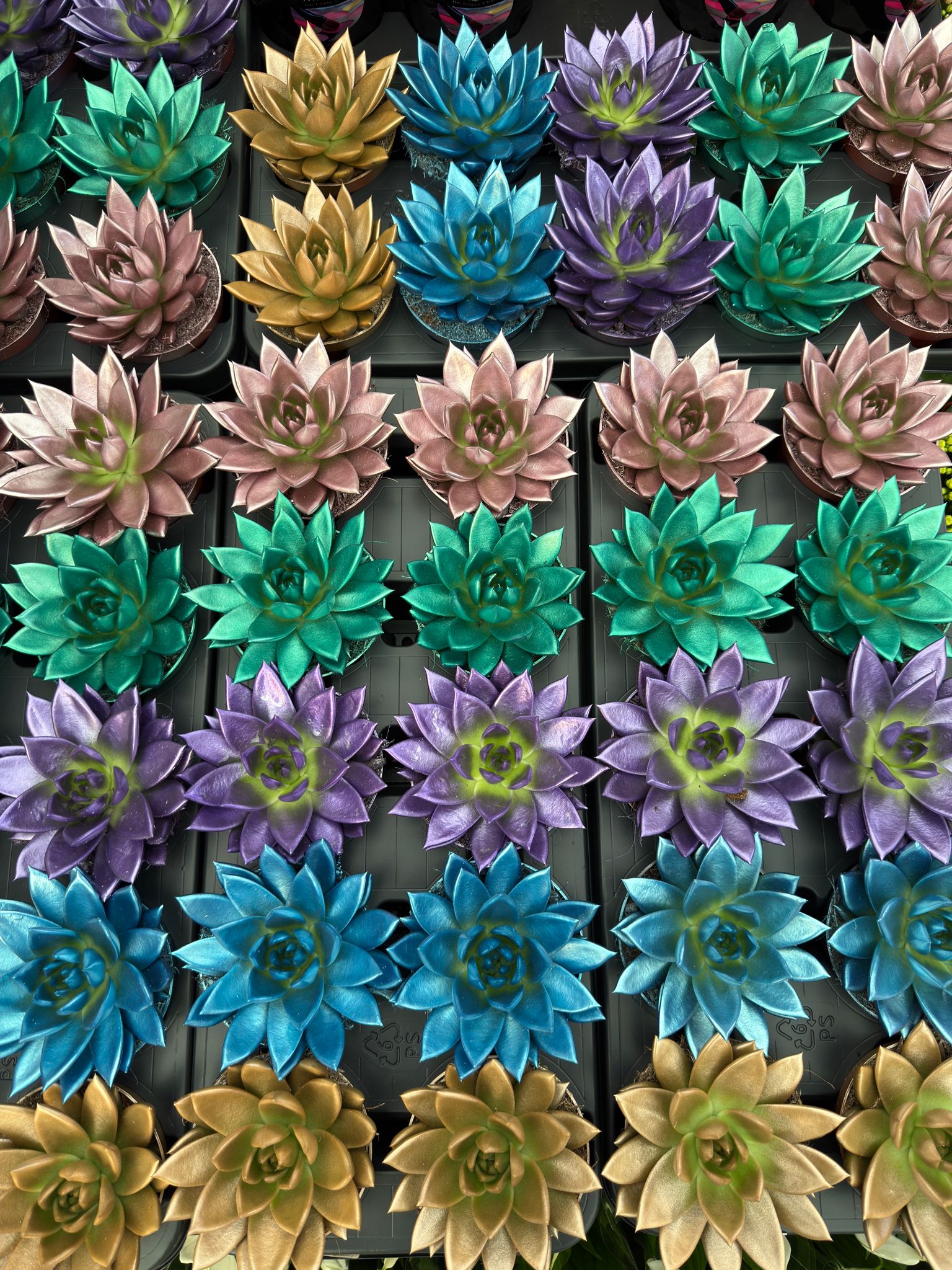 Çok Renkli Boyalı Eçeverya Sukulent (Echeveria)