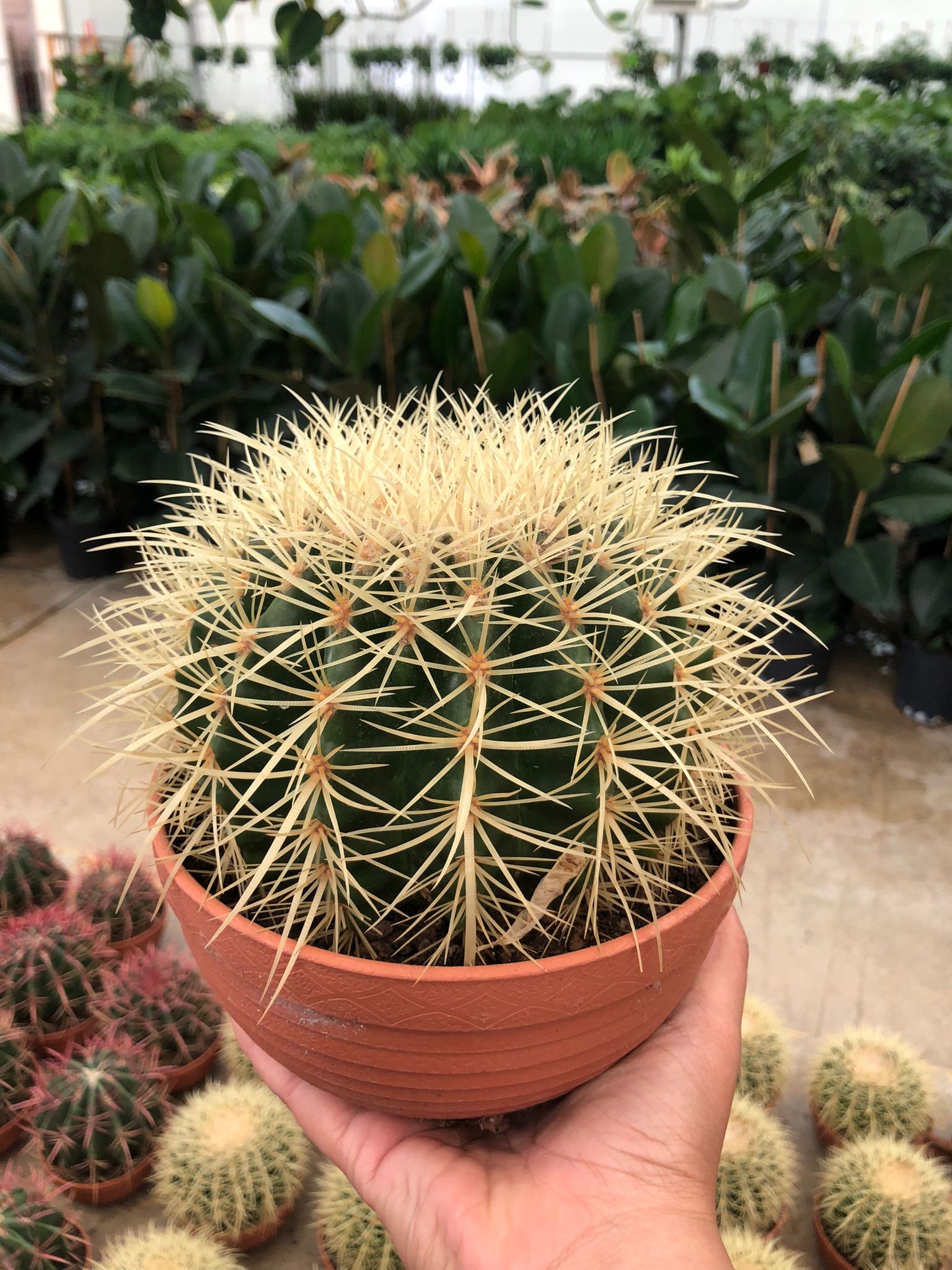 Altınfıçı Kaktüsü - Large (Ekino - Echinocactus Grusonii)