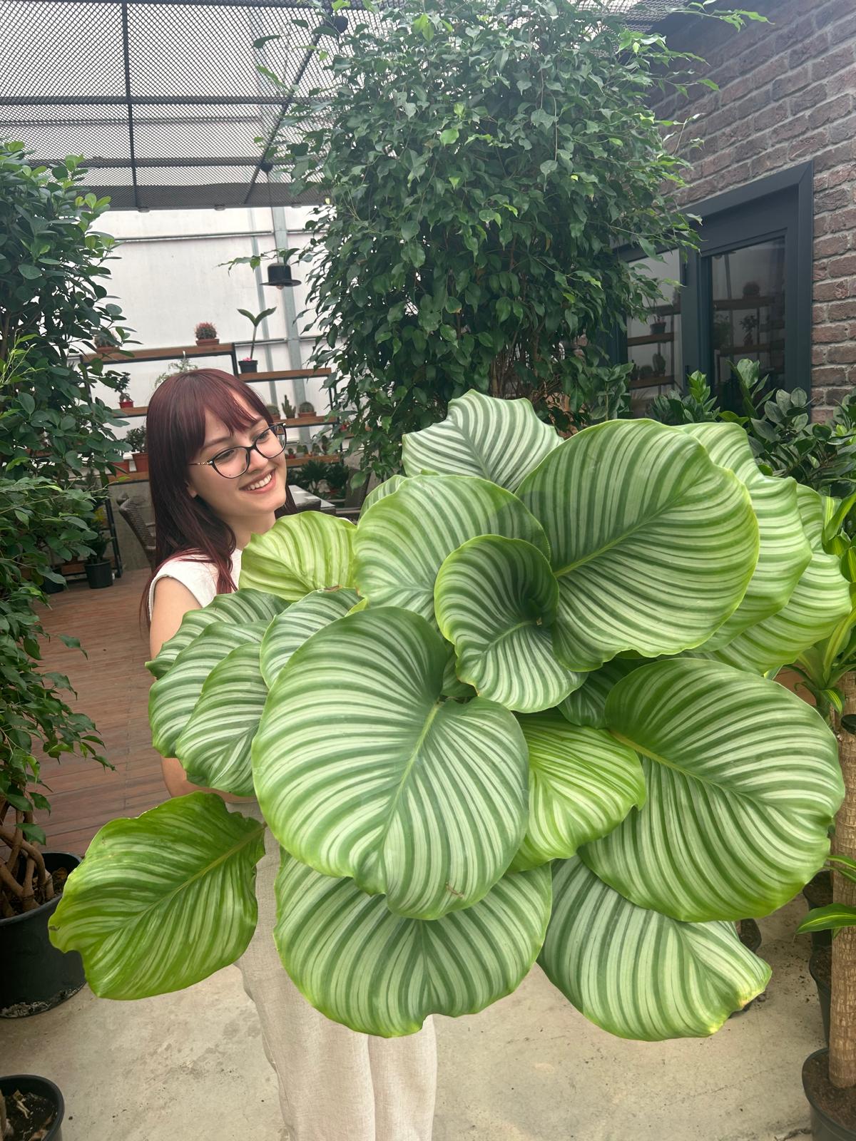 Dua iei XXL (Kalatya Orbifolia - Calathea Orbifolia) | Bitkim.com