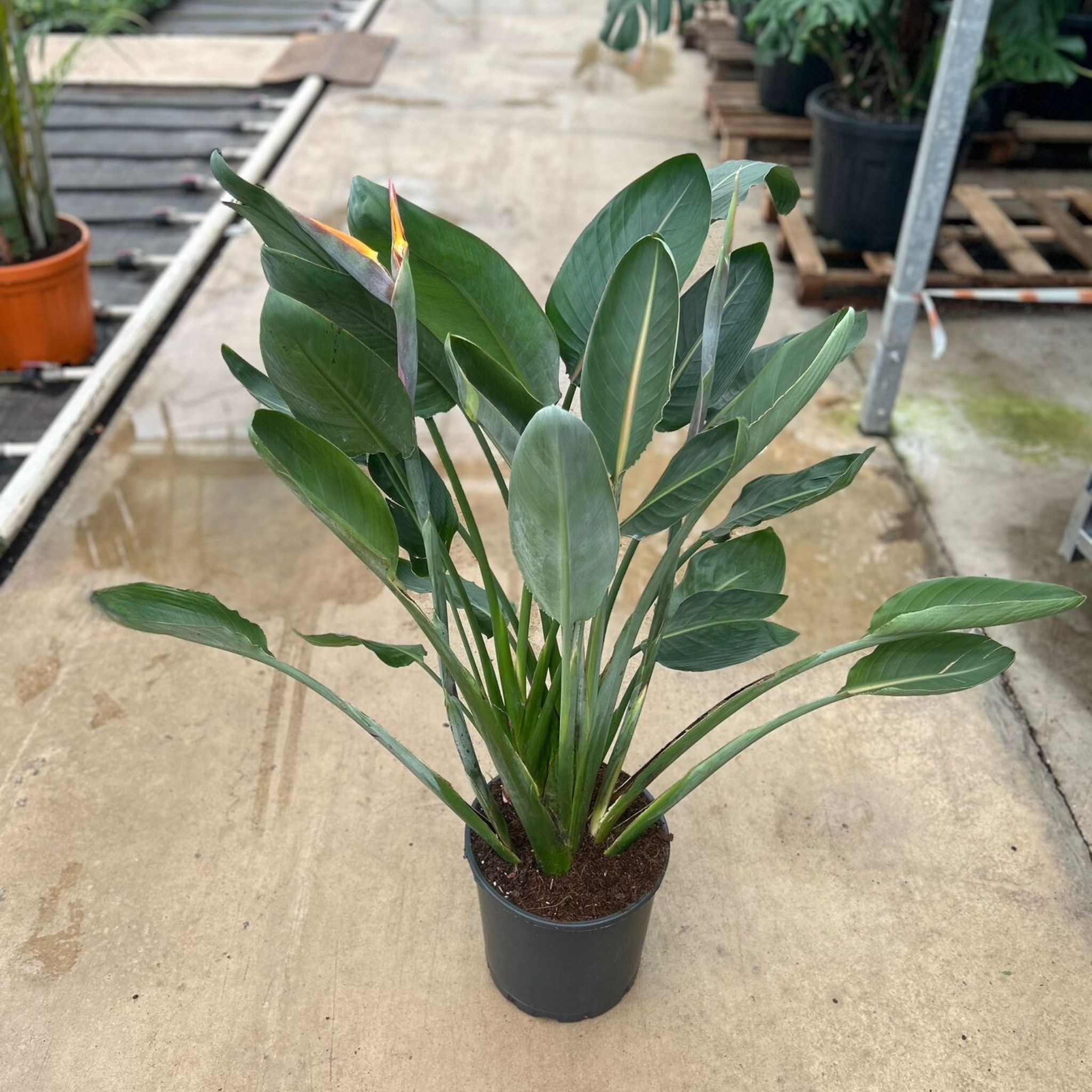 Starliçe - 3 Köklü XL (Turuncu Çiçek Açan Cennet Kuşu Çiçeği - Strelitzia Reginae)