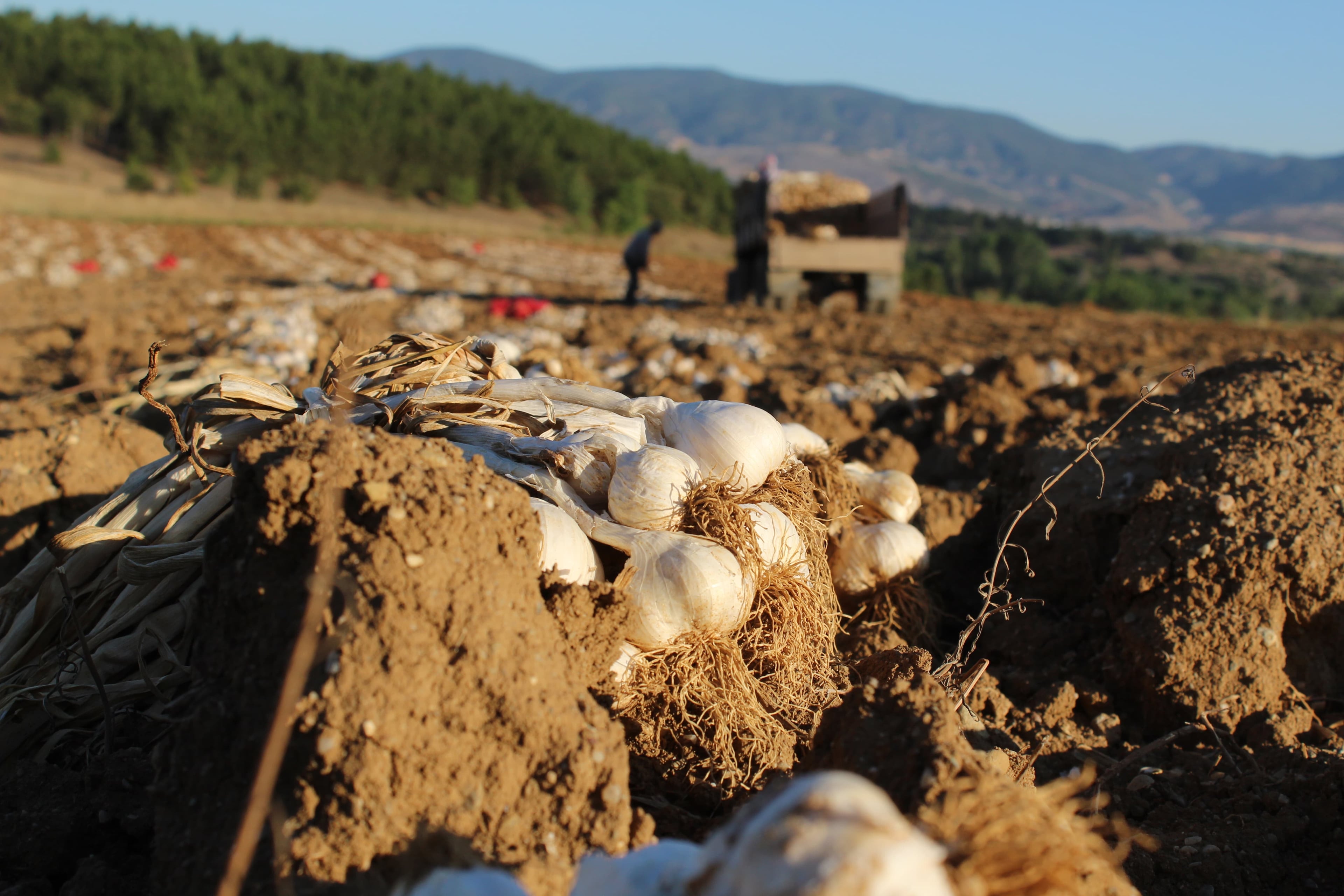 Taşköprü Sarımsağı Diğer Sarımsaklara Göre Neden Daha Pahalıdır?