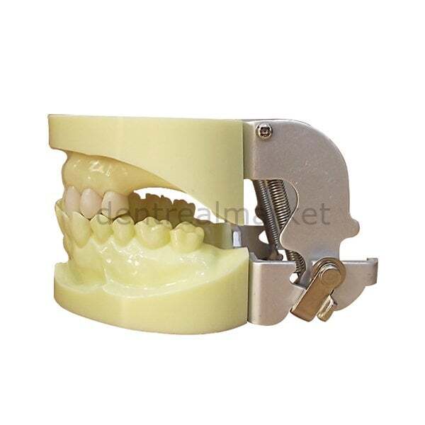 İmplant Eğitim Modeli Alt-Üst Takım - UM-Z4