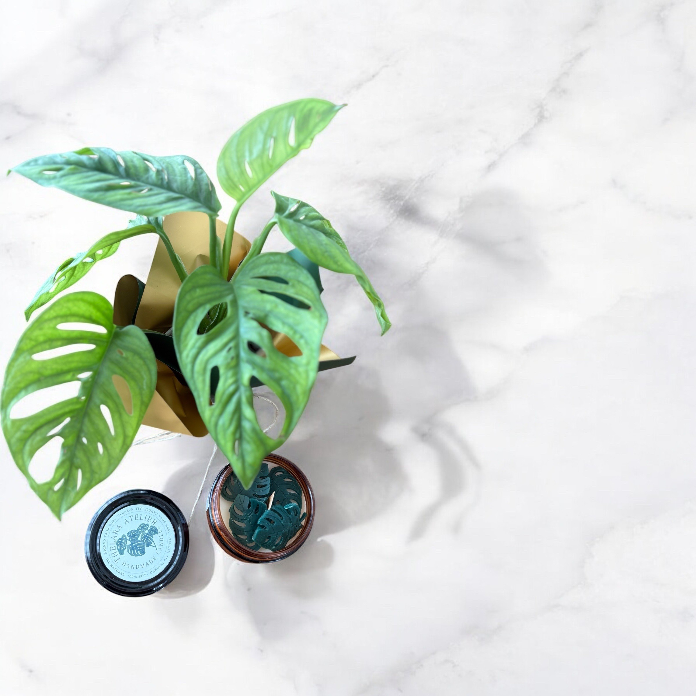 Monstera & Monstera