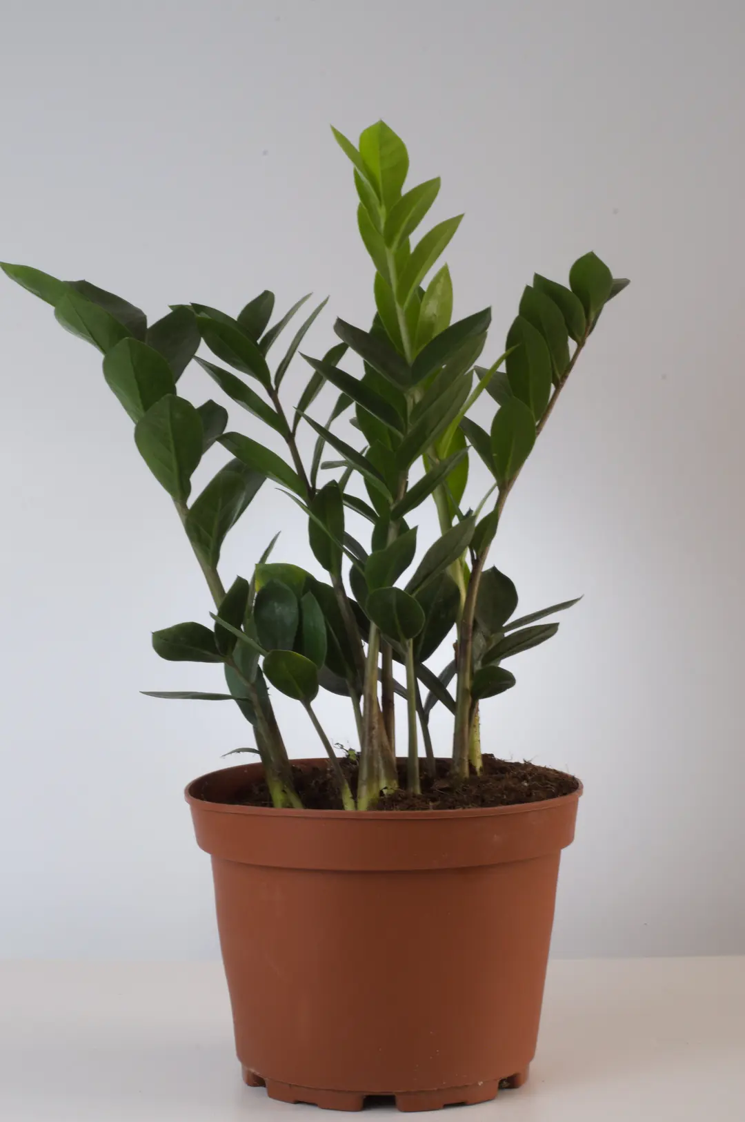 Zamia (Zamioculcas zamiifolia)