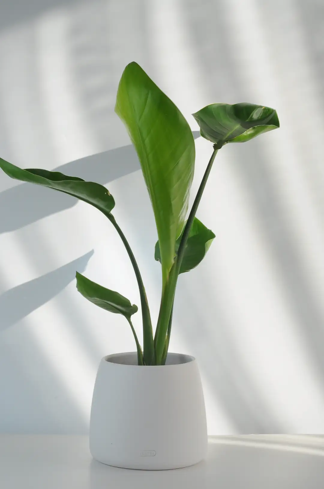 Bipot Pure  Strelitzia Nicolai (Starlie)