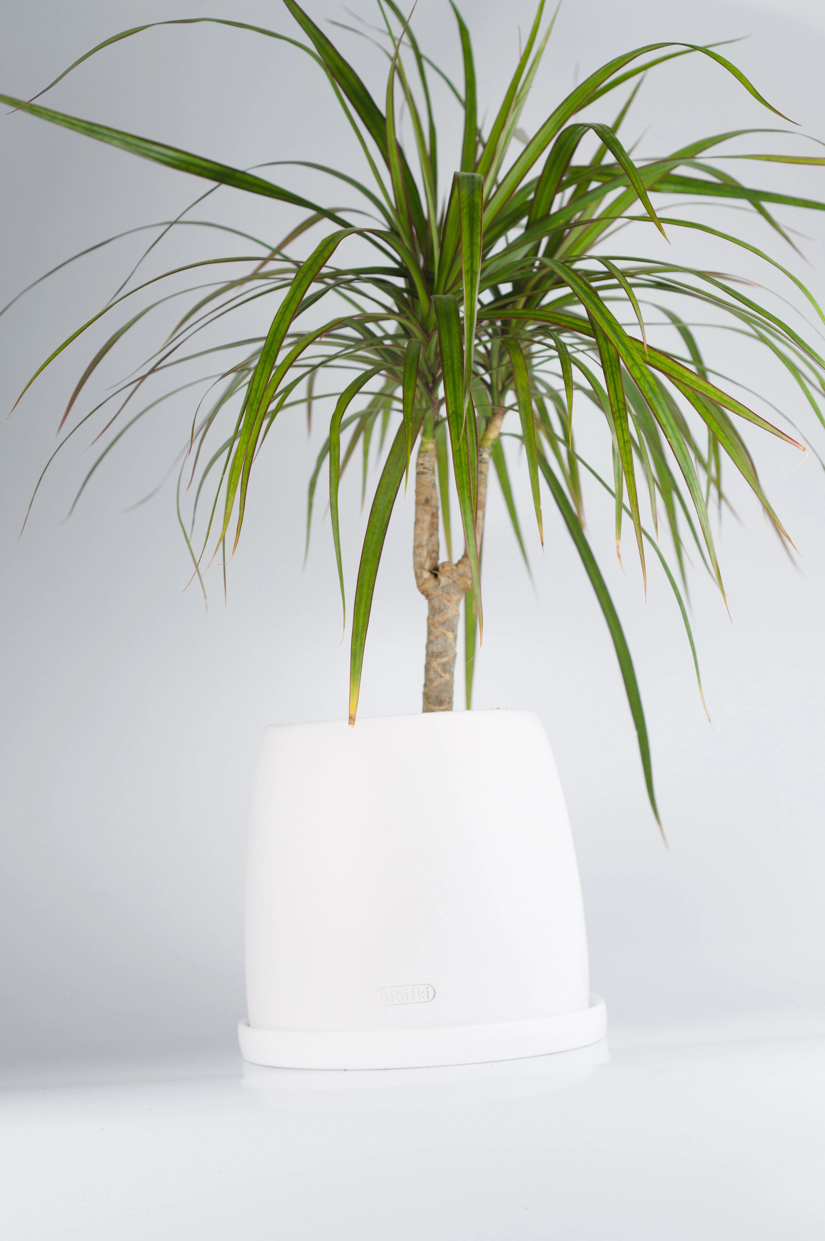 Bipot Pure  Dracaena Marginata (Drasena Bitkisi)