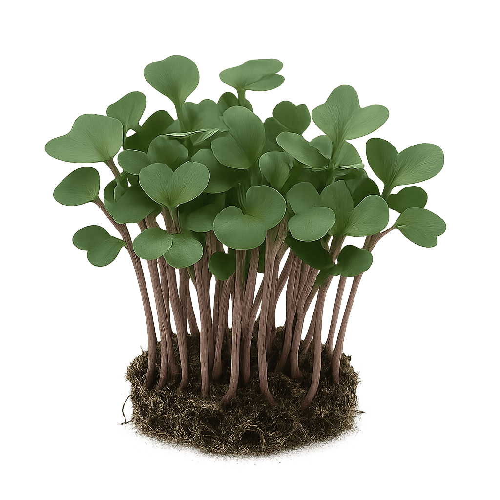 Kohlrabi