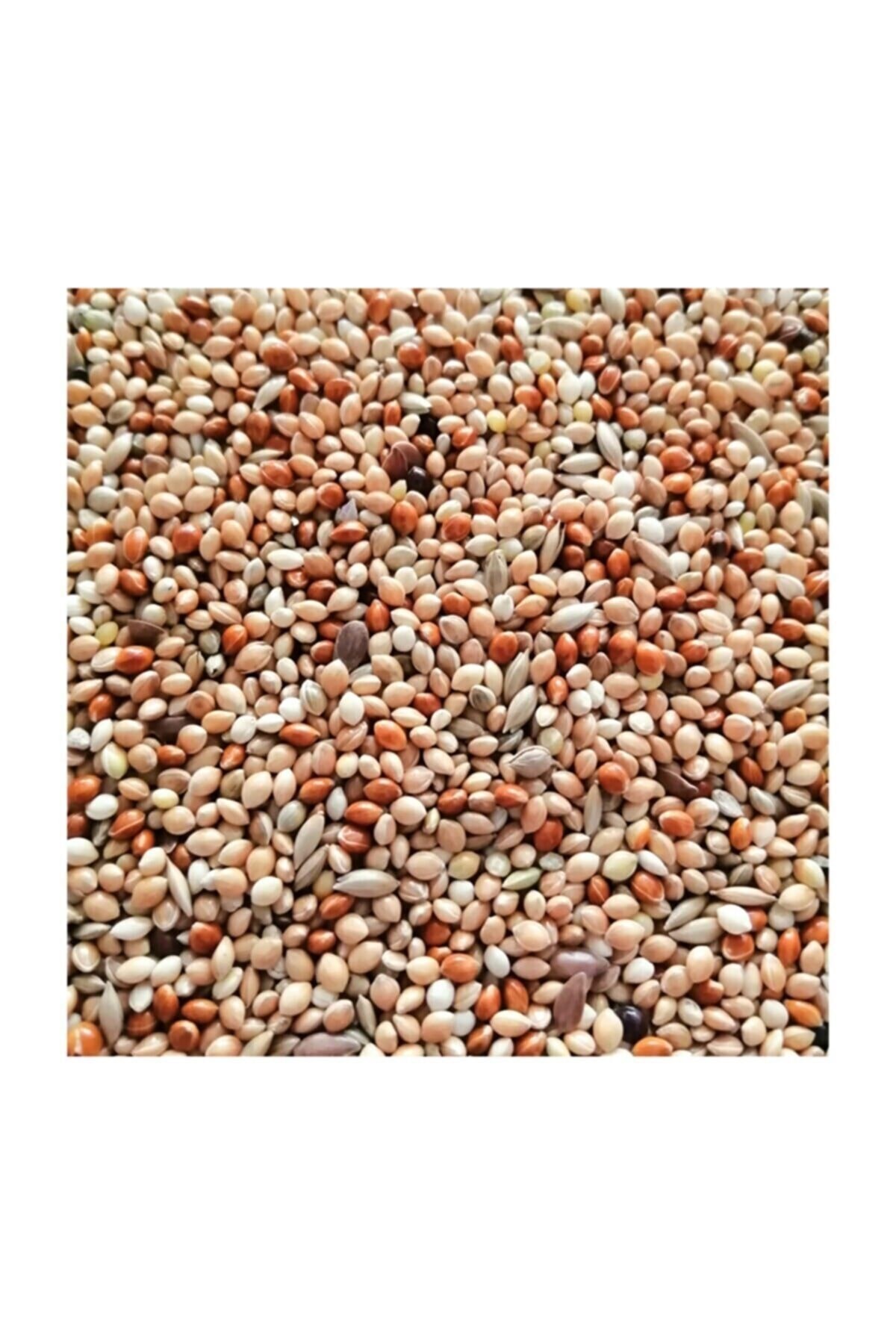 MUHABBET KUŞU YEMİ SADE-1KG