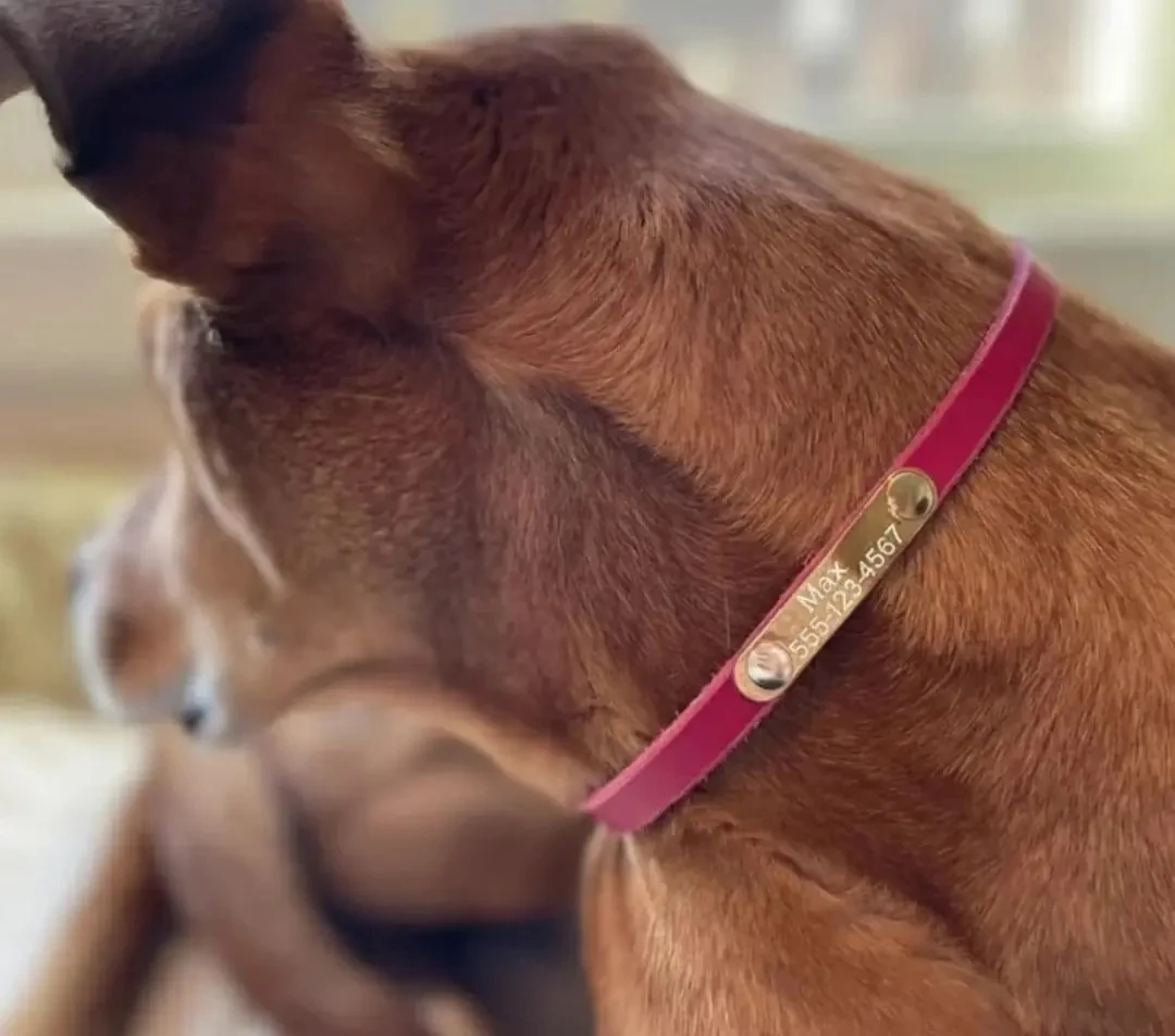 Deri Köpek İsimlik