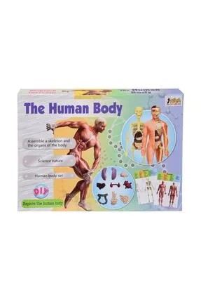 Asya Human Body İnsan Vücudu 3D Eğitim Seti