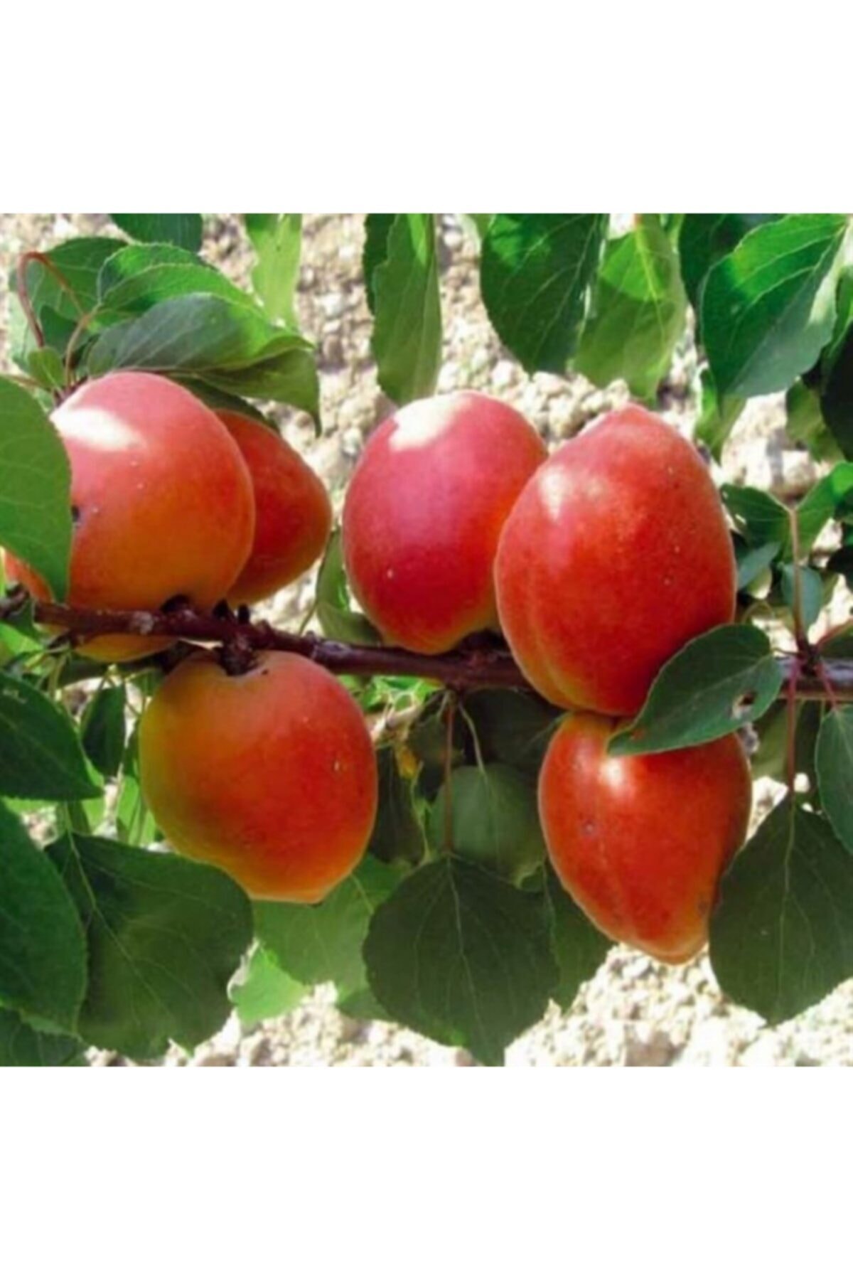 Alyanak Kayısı Fidanı Aşılı ( 2 Yaş \ Tüplü \ 80-100 Cm )