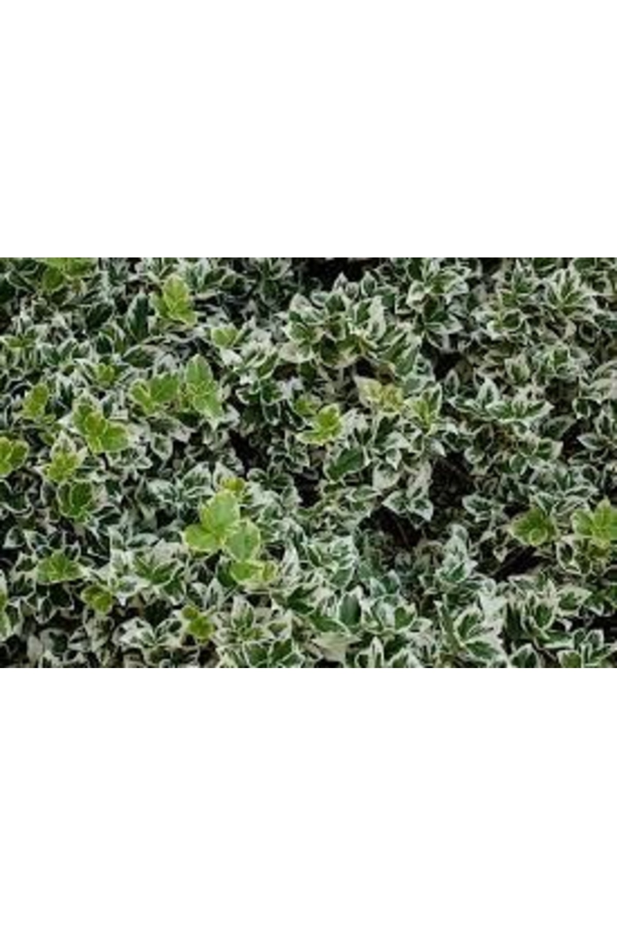 Tüplü Gümüşi Çıtır Taflan Boy 30-40 cm