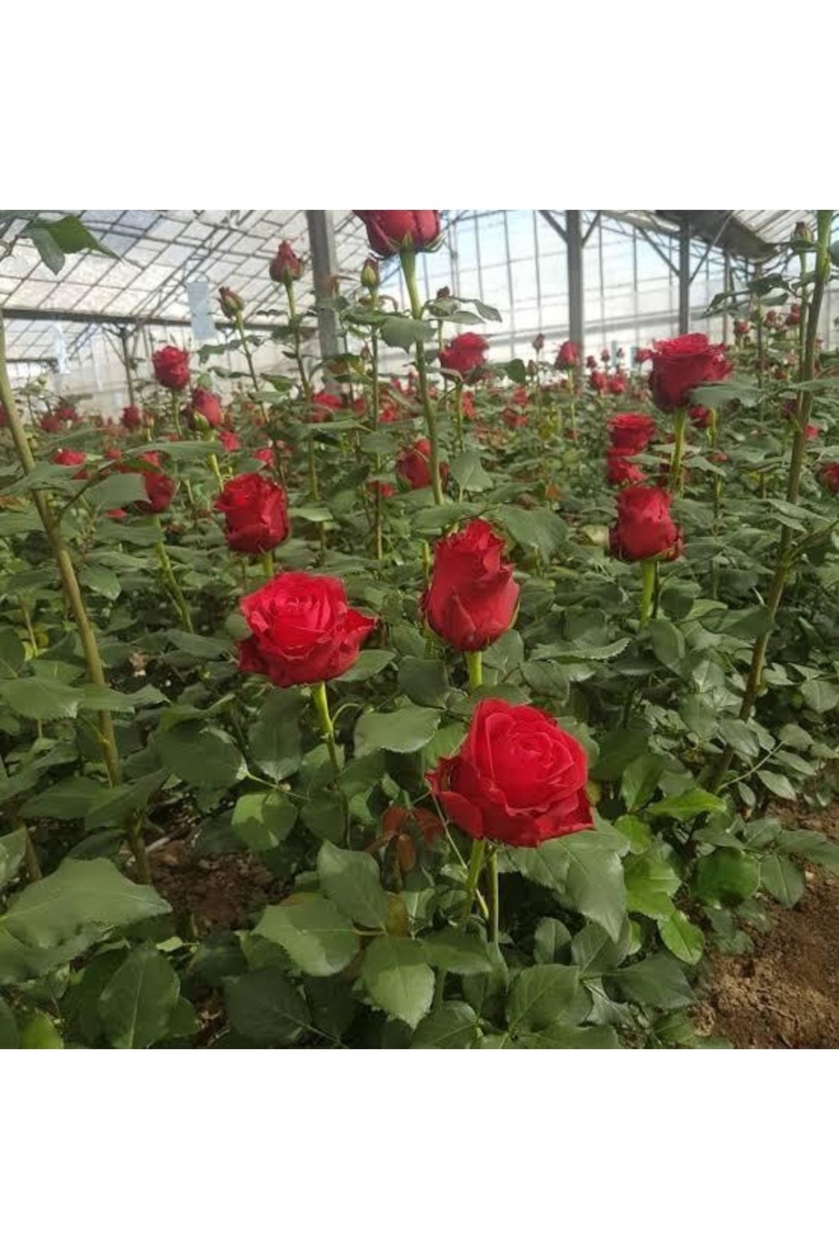 Kırmızı Gül Fidanı Tüplü 30 Cm Boy
