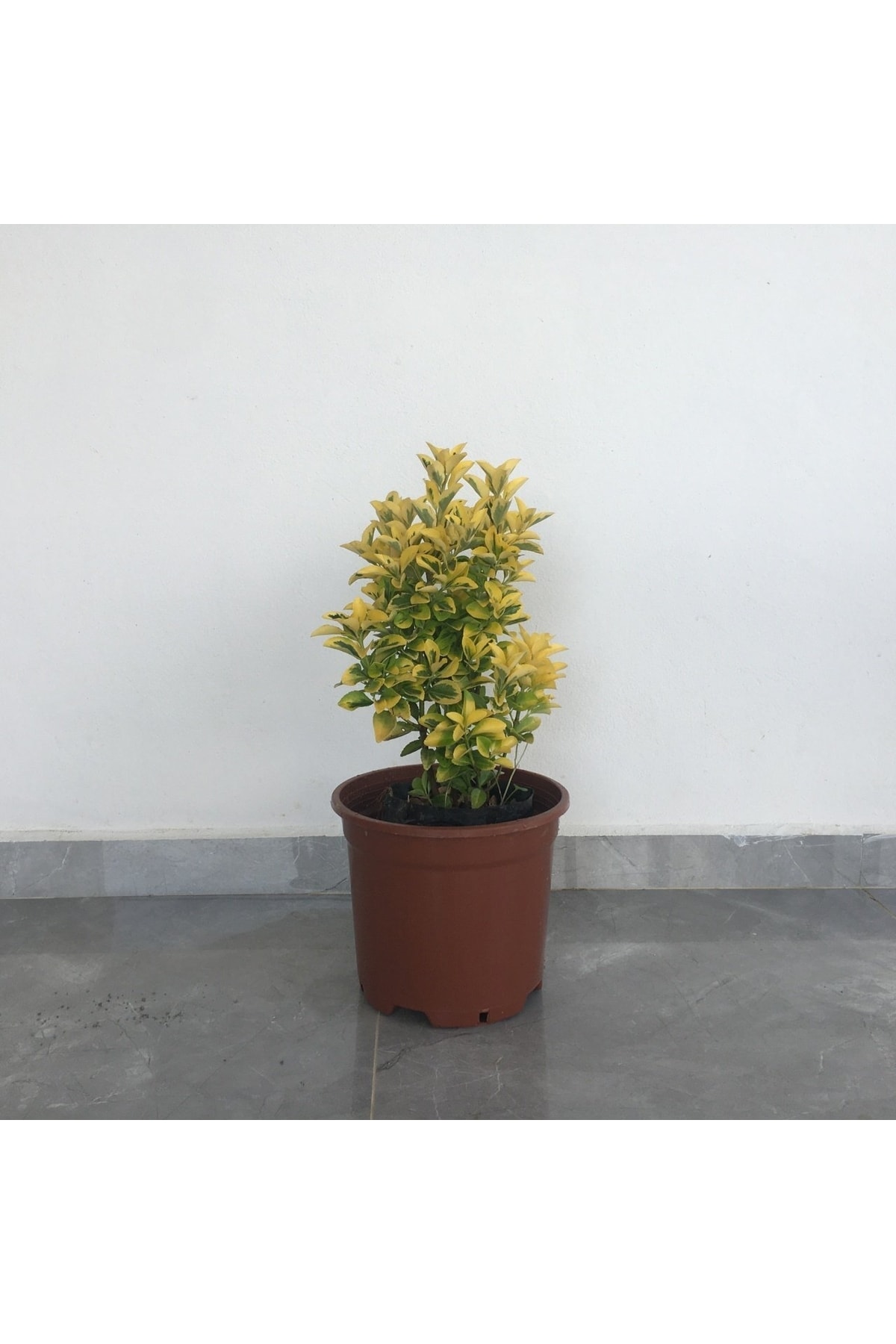 Tüplü Gold Taflan Çiçeği Boy 35-55cm