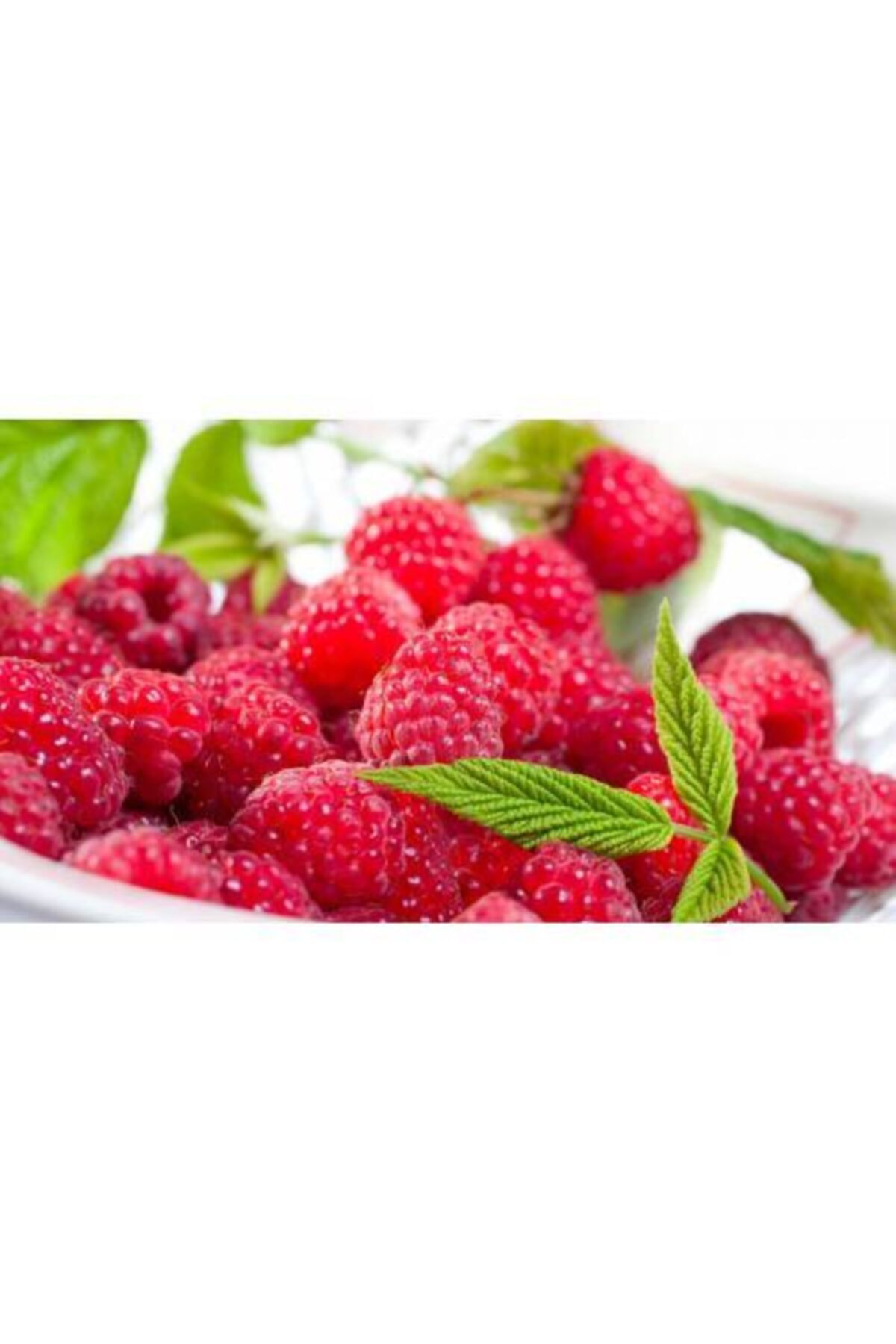 Ahududu (FRANBUAZ) Fidanı 30-50 Cm