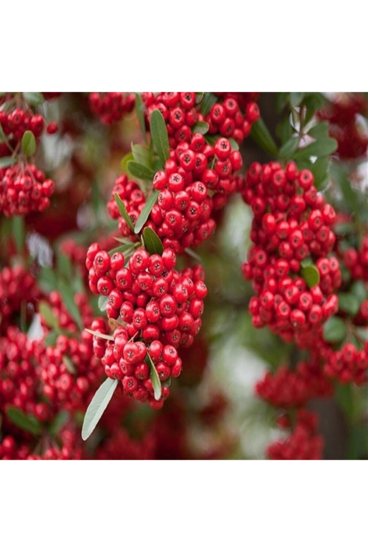 Tüplü Her Daim Yeşil Kalan Ateş Dikeni Fidanı