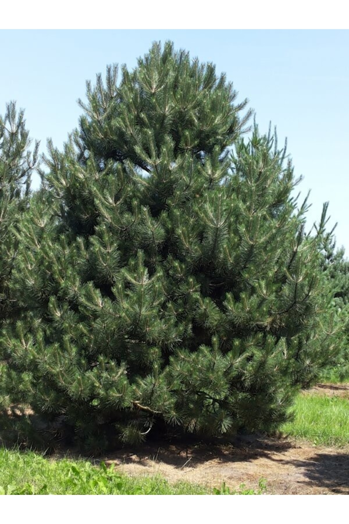 Tüplü Kara Çam Fidanı Yaş 2 Boy 80-100cm