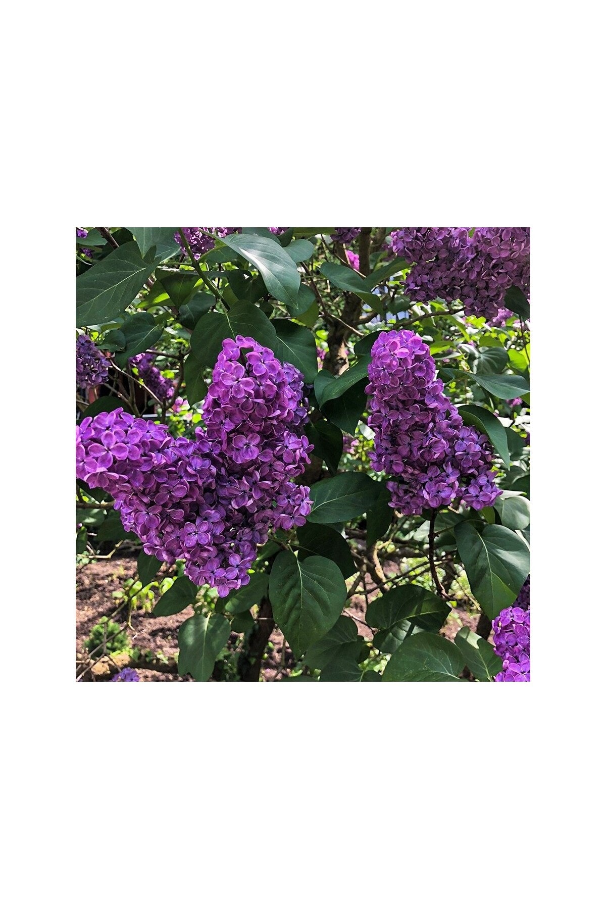 Tüplü Mor Leylak Fidanı (60-80CM)