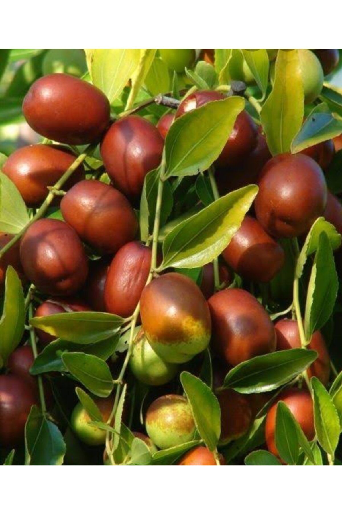 Aşılı Hünnap Fidanı (tüplü).