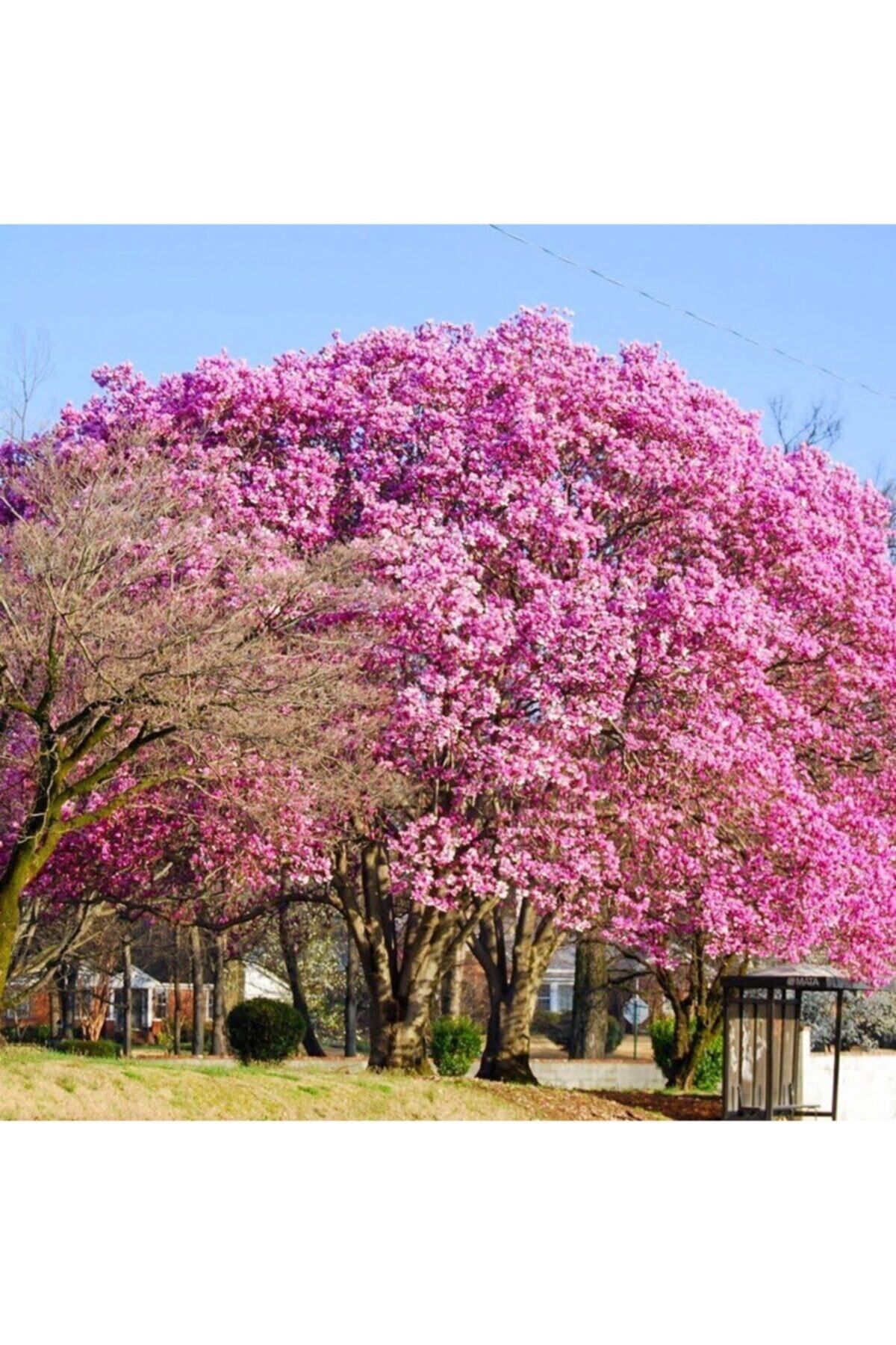 Şans Ağacı Pembe Çiçekli Kokulu Paulownia Fidanı