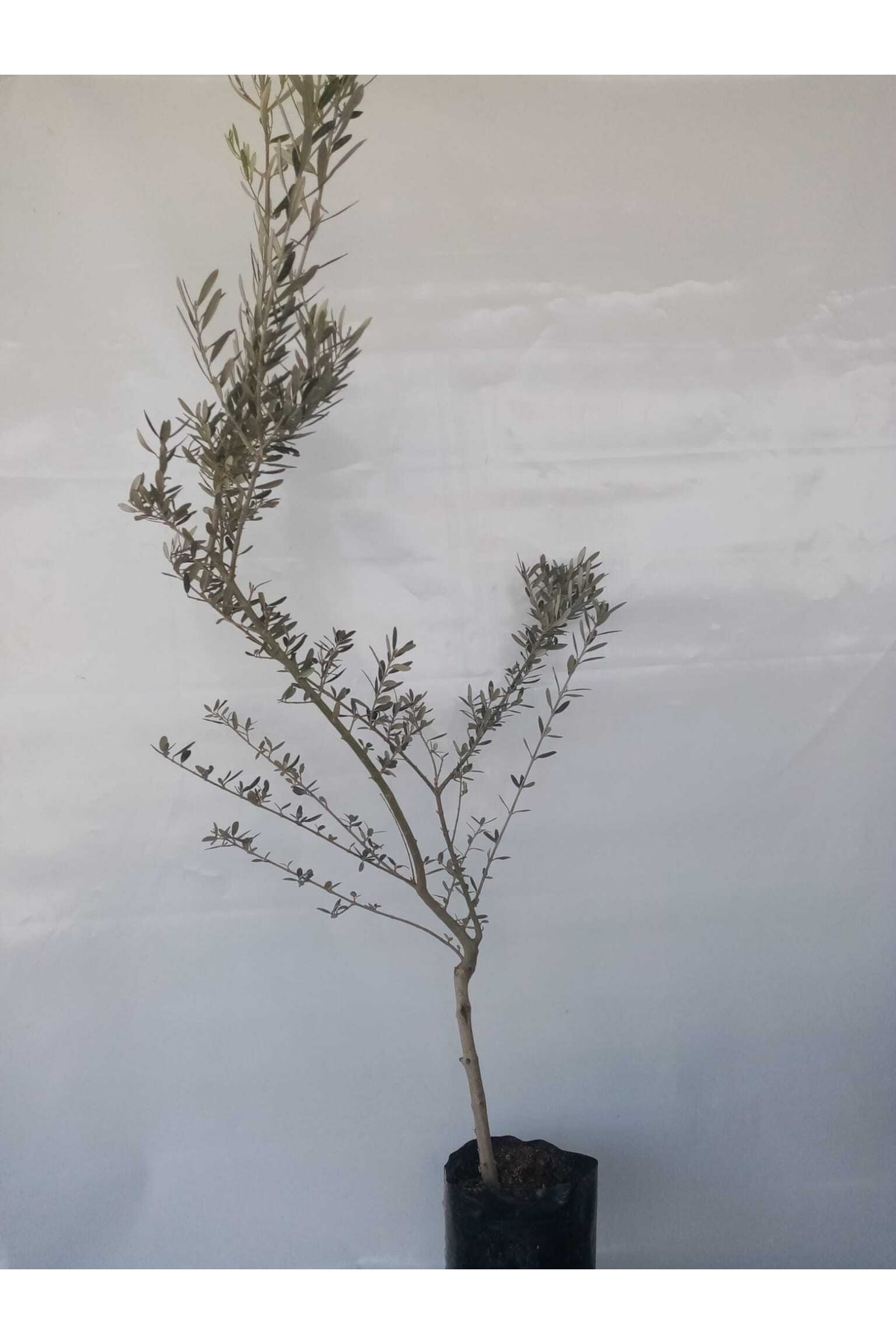 Gemlik Trilye Zeytin Fidanı