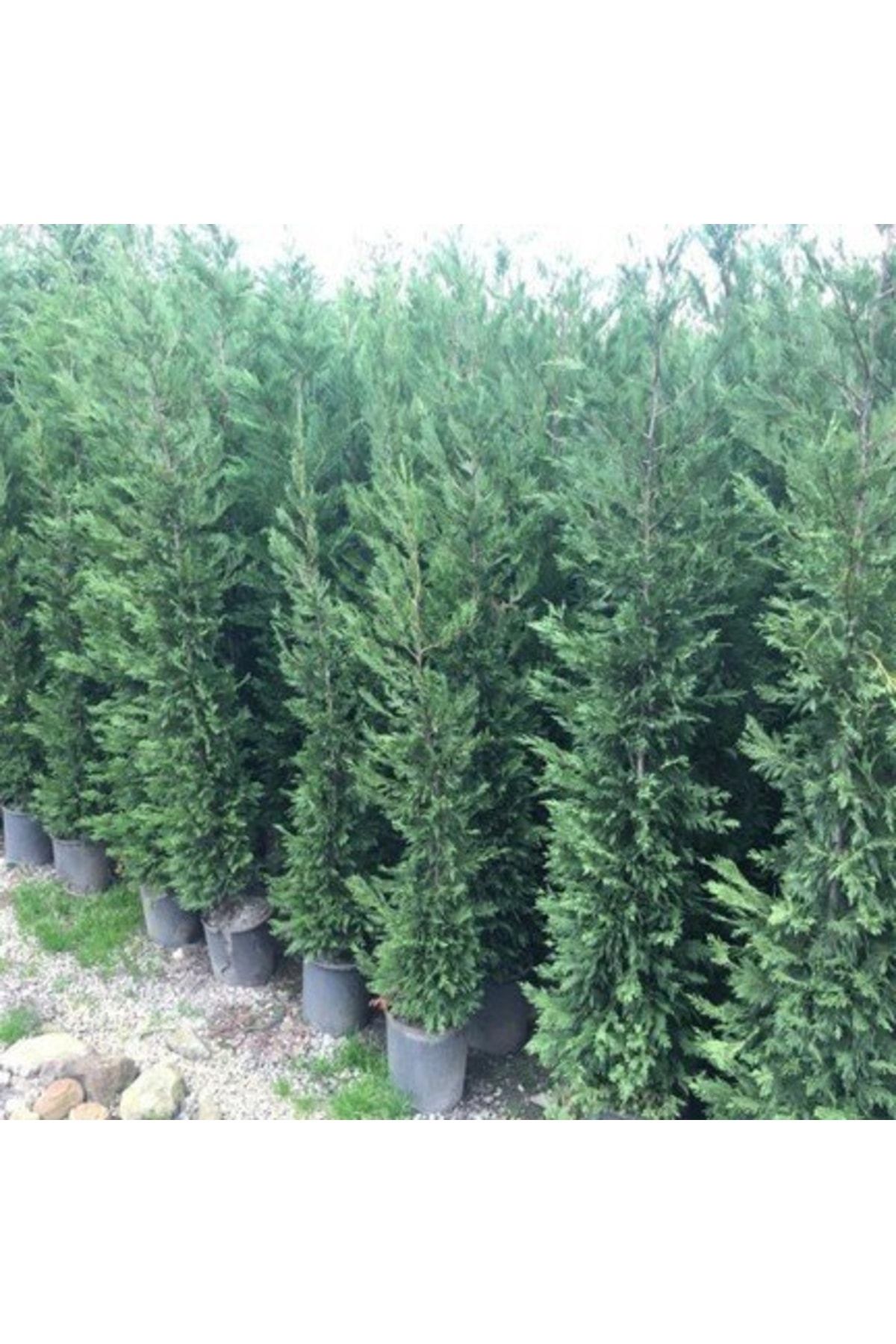 Tüplü Leylandi Fidanı 50-70 cm