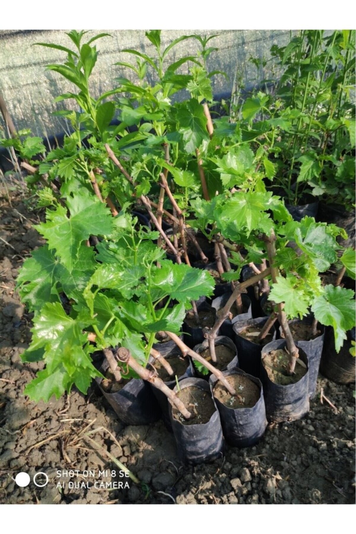 Sultaniye Üzüm Fidanı Tüplü 10-30 Cm