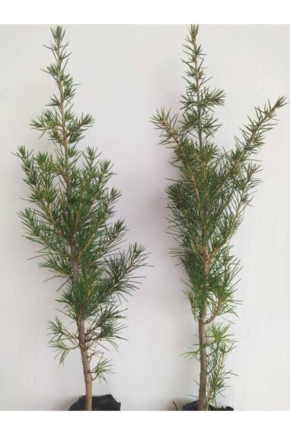 10 Adet Tüplü Sedir Fidanı