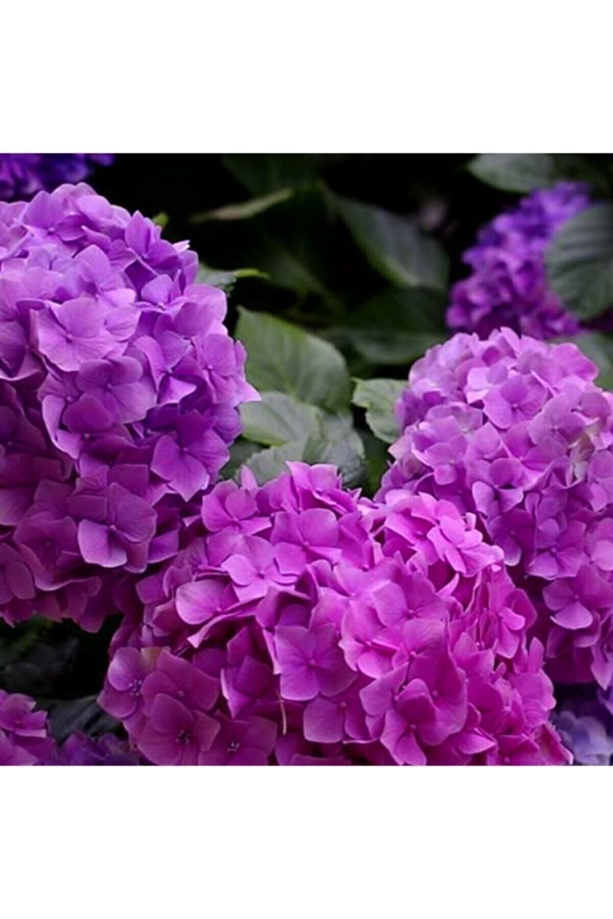 Tüplü Mor Ortanca Fidanı 30 Cm 12 Ay Dikim Yapılır...